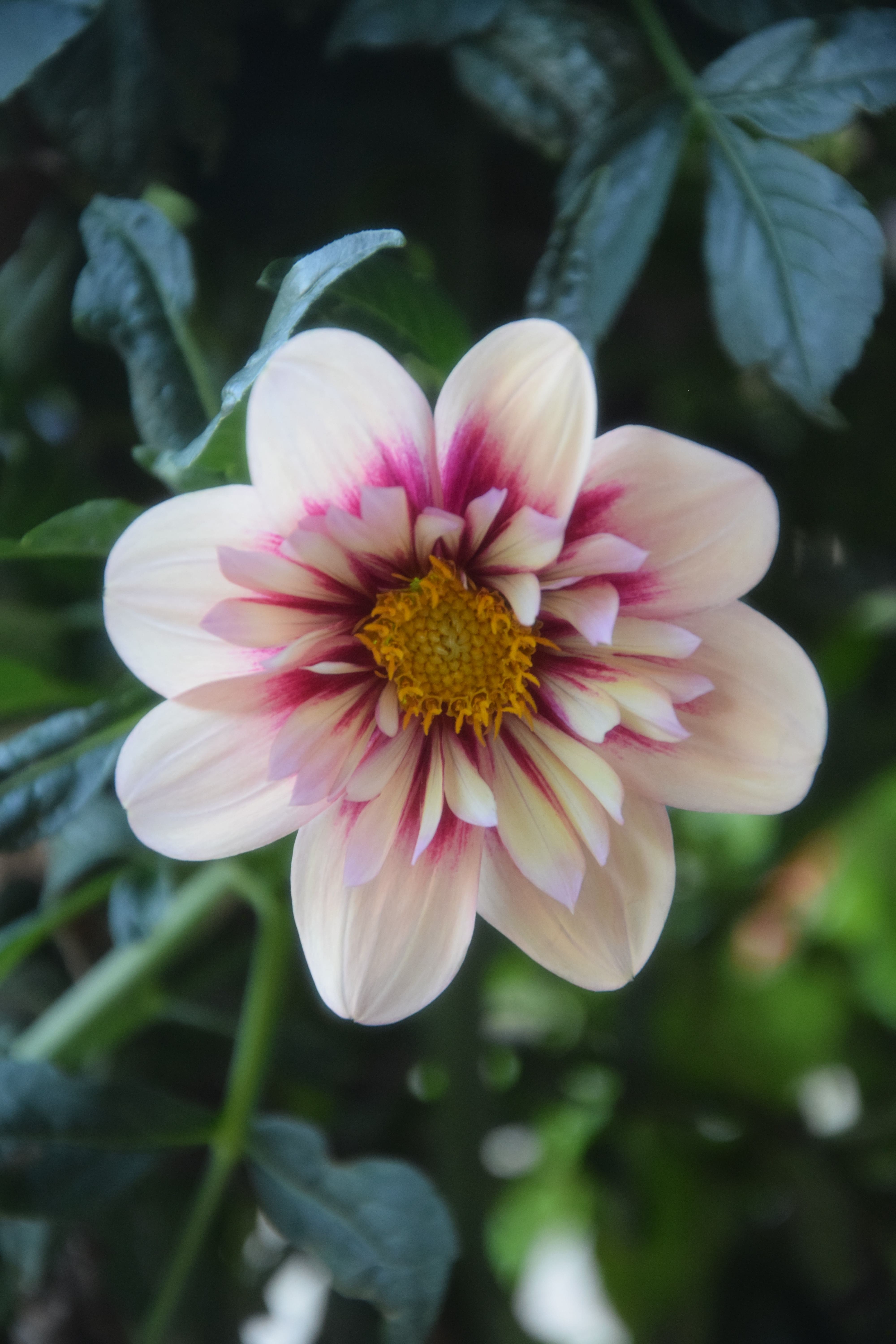 Halskrausen-Dahlie "Rhubarb & Custard"