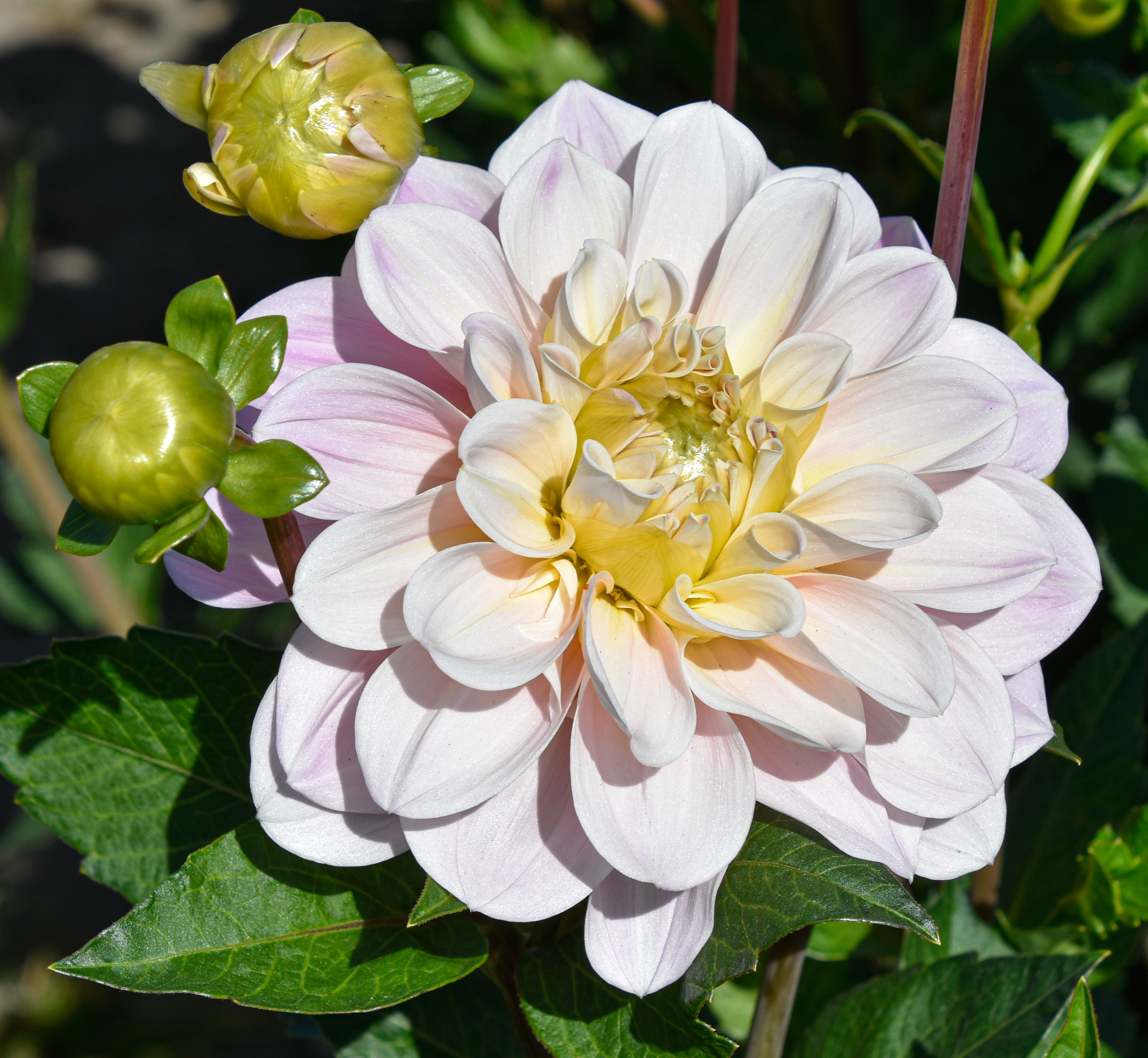 Dekorative Dahlie "Sweet Nathalie"