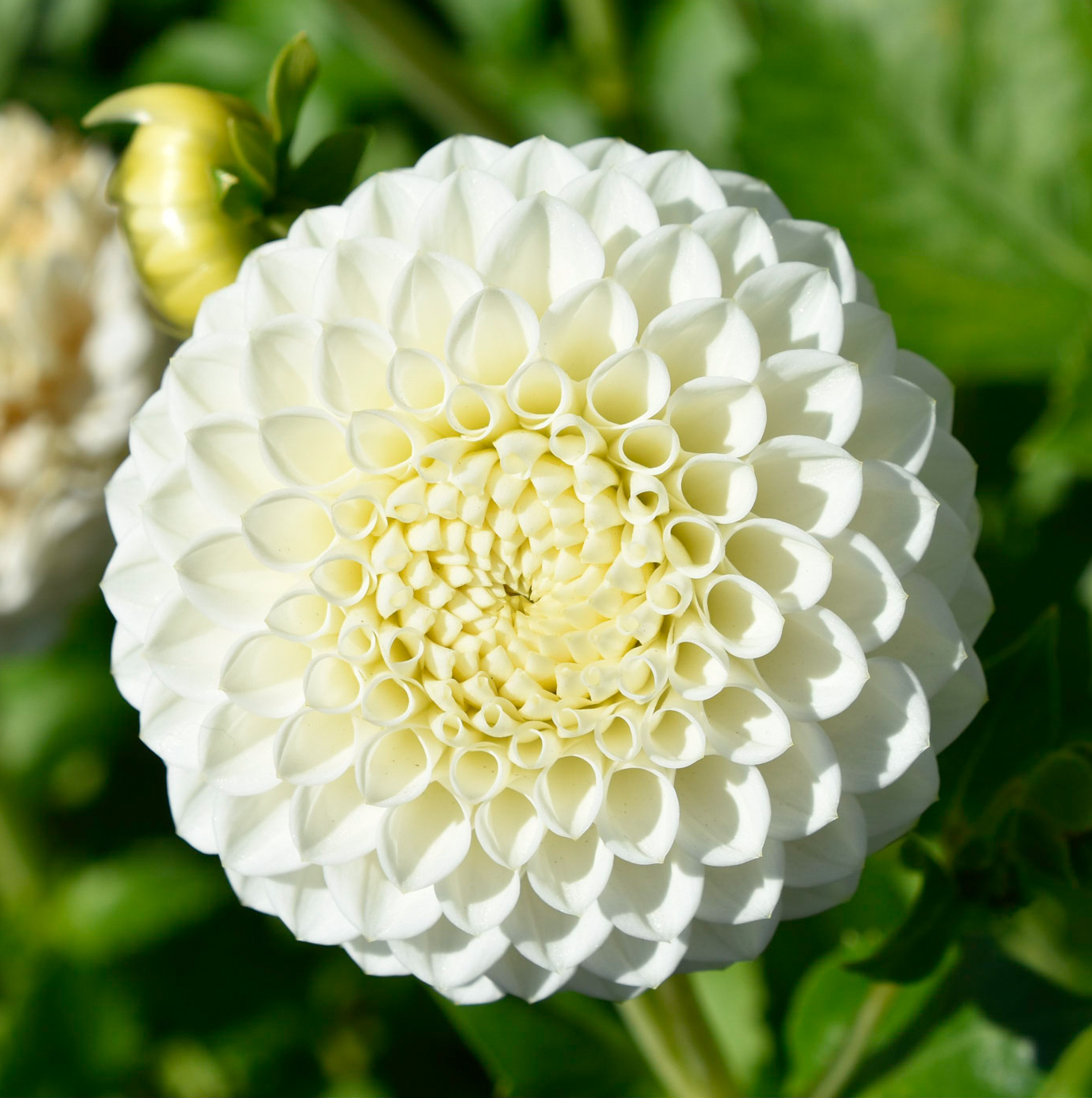 Balldahlie "Ryecroft Jan"