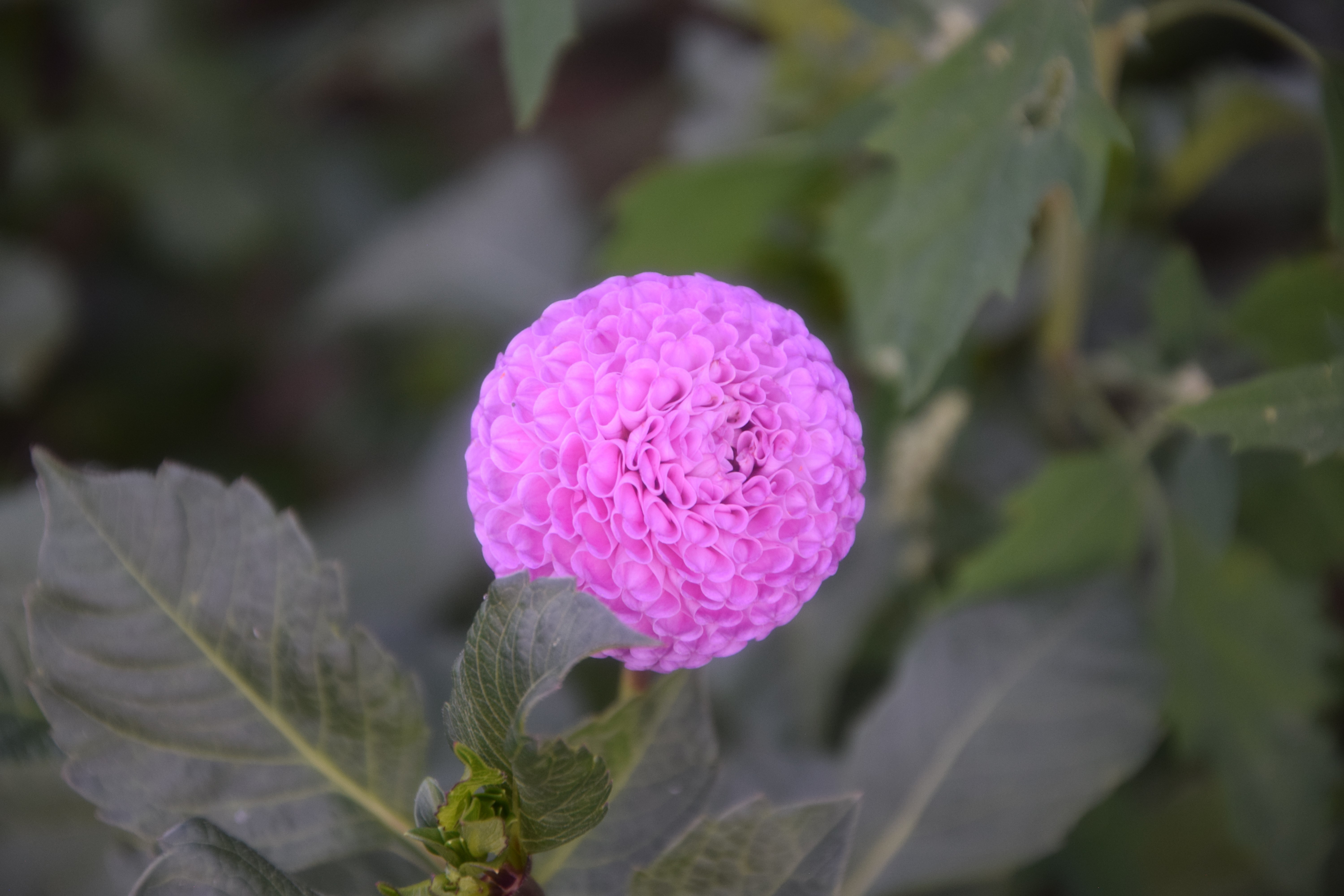 Wunderschöne Pompondahlie "Frank Holmes"