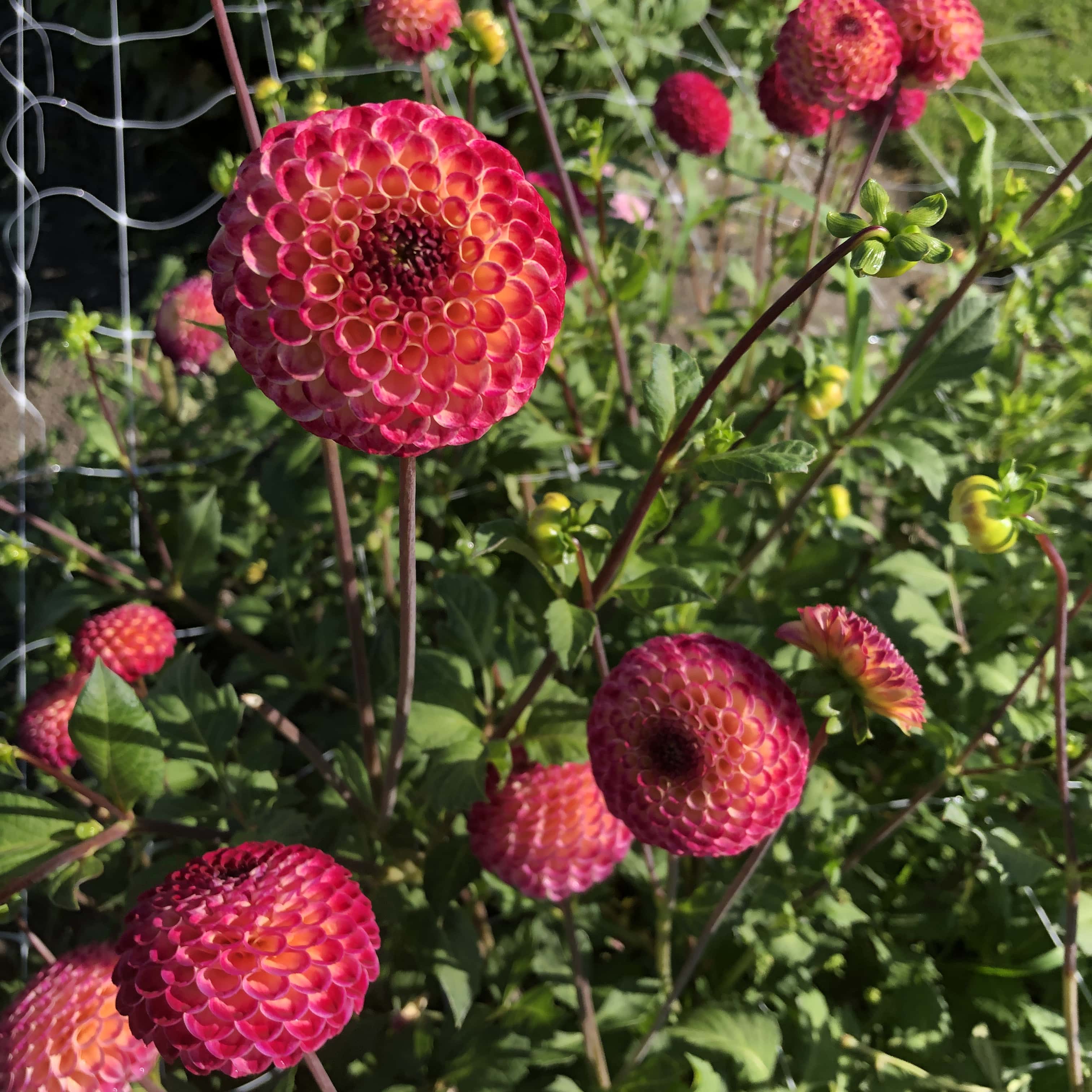 Pompondahlie "Ryecroft Blackberry"