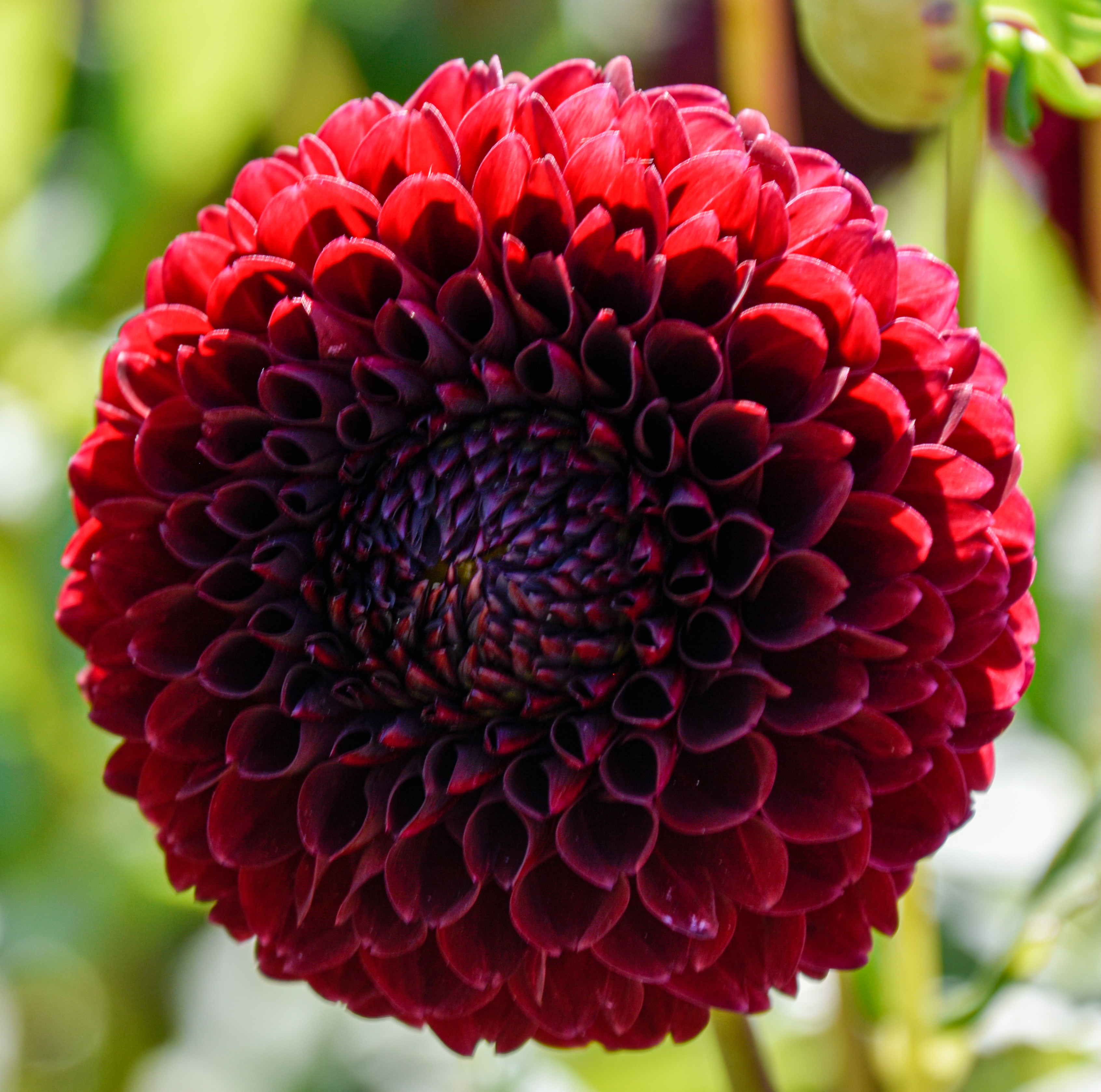 Balldahlie "Black Pierre"