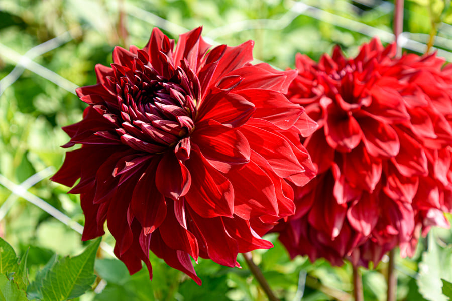 Dekorative, großblumige Dahlie "Spartacus"