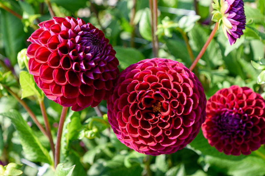 Anmutige umwerfende Ball-Dahlie "Ivanetti"