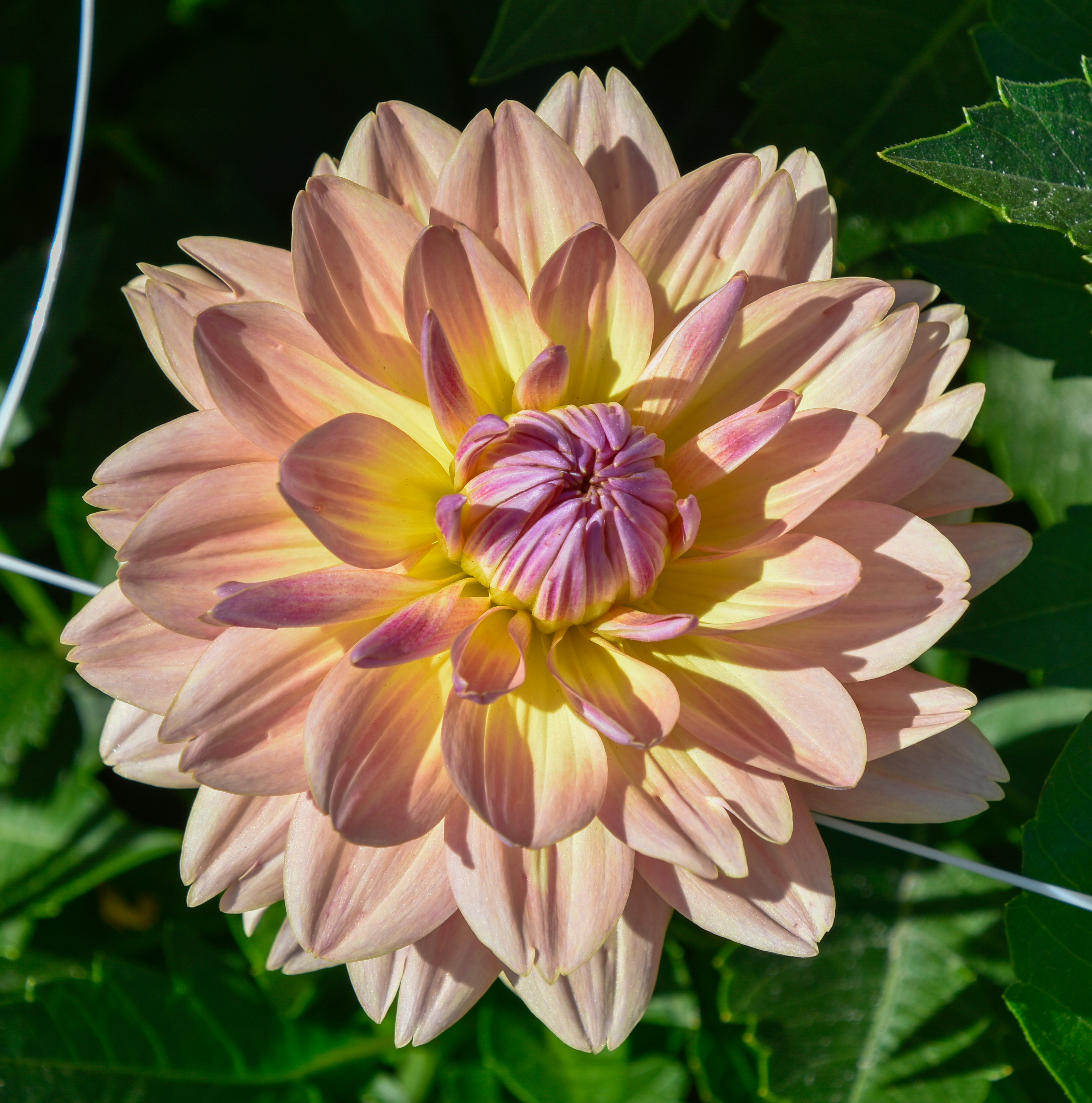 Dekorative, großblumige Dahlie "Joels Favorite"