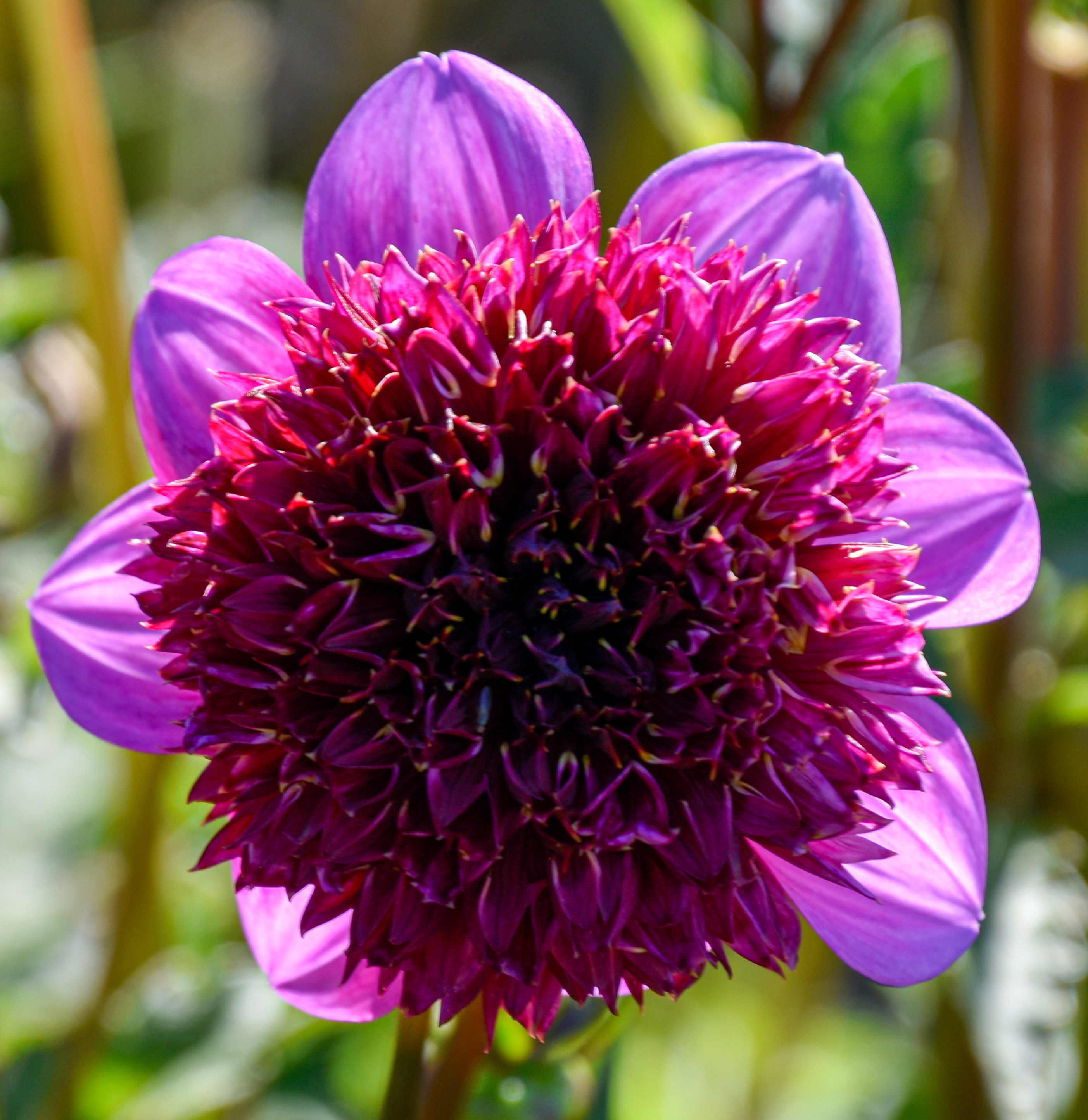 Anemonen-Dahlie "Abigail"