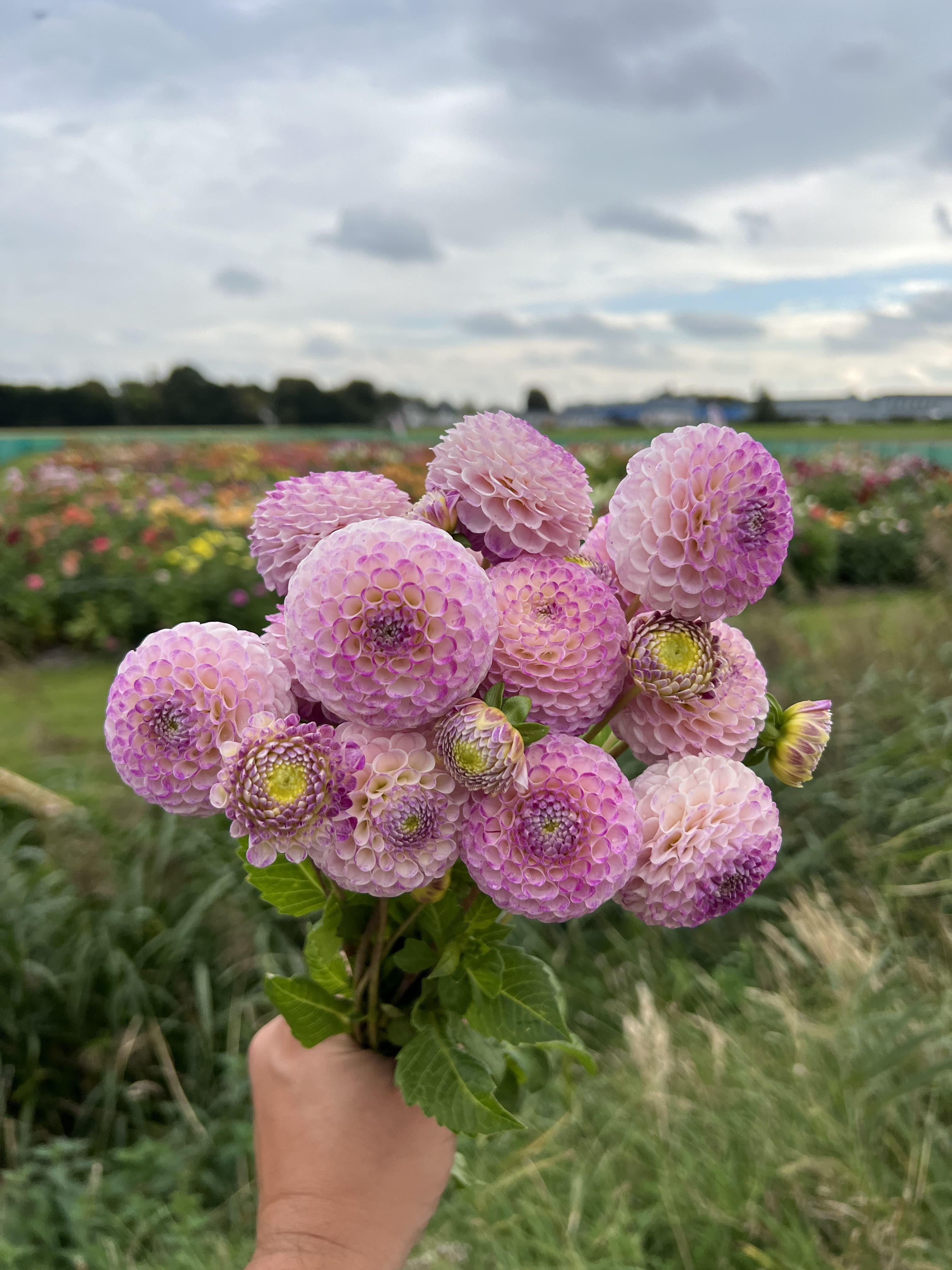 Pompon-Dahlie "Sir Richard"