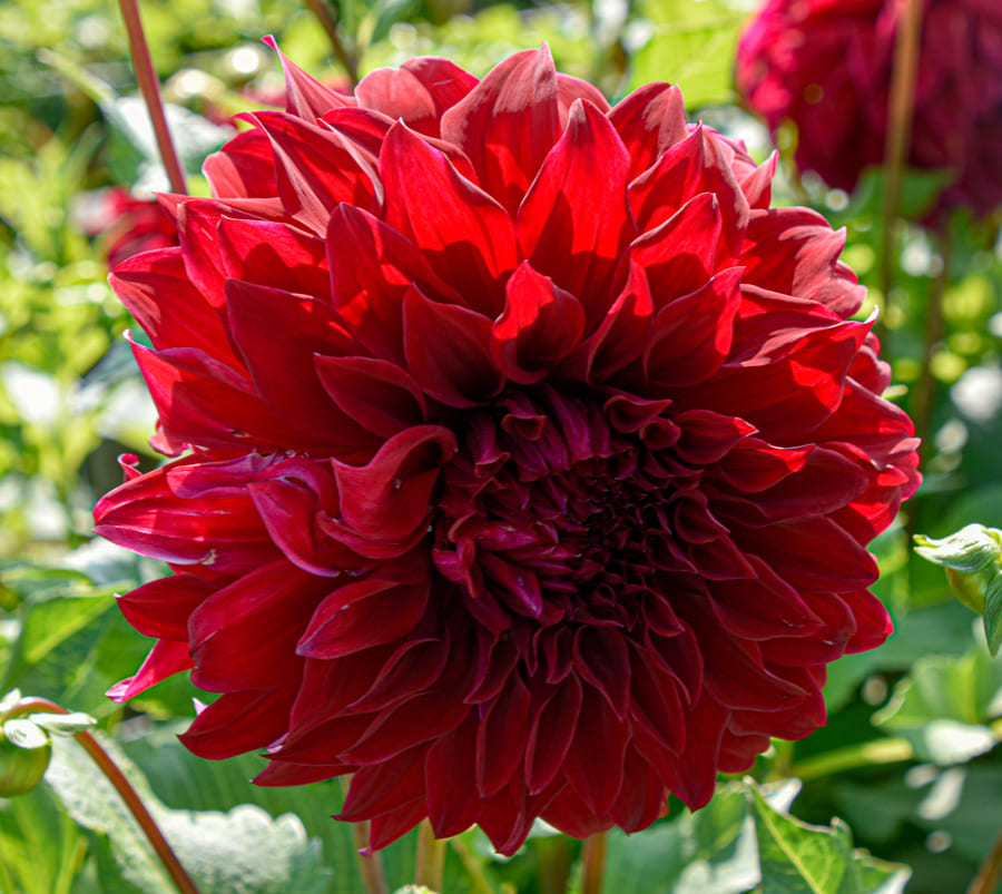 Dekorative, großblumige Dahlie "Spartacus"