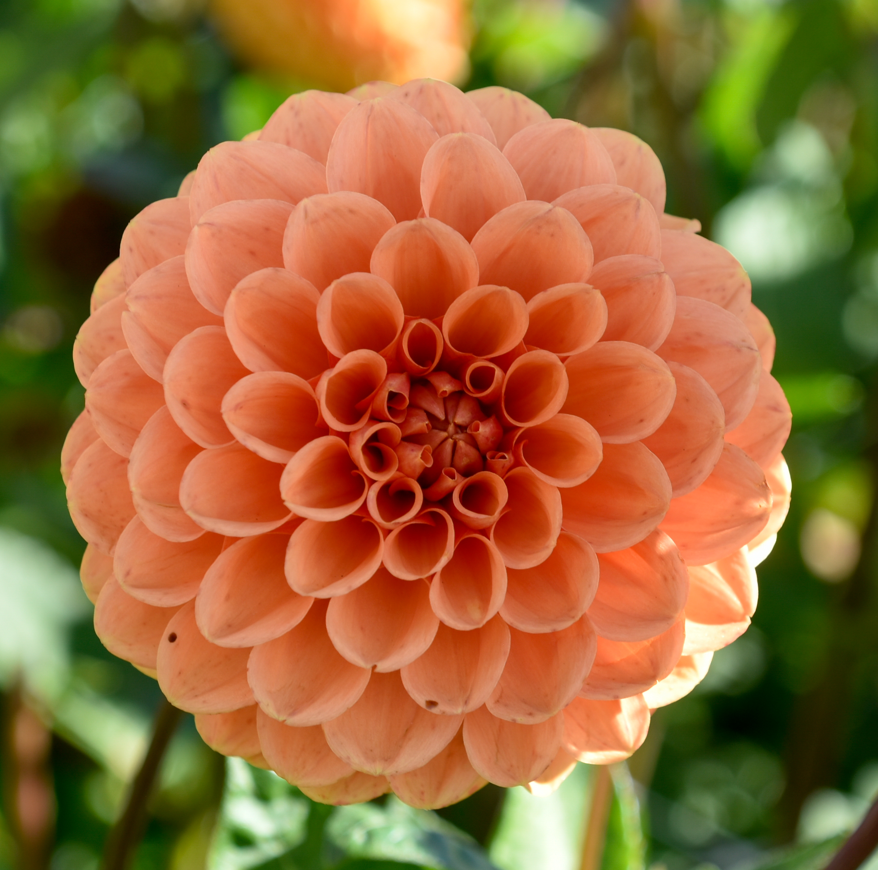 Balldahlie "Sylvia"