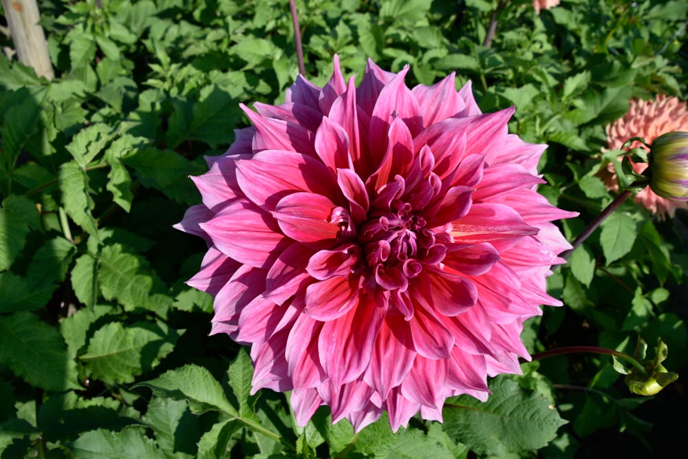 Dekorative, riesige Dahlie „Emory Paul“