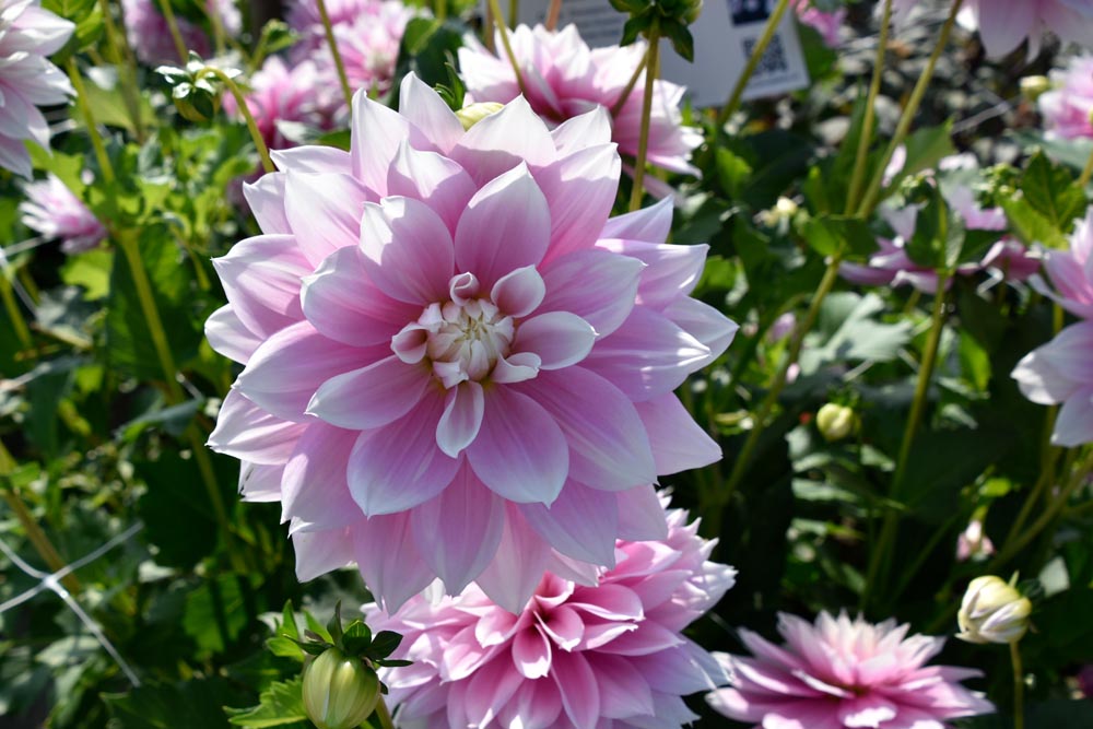 Bezaubernde, dekorative Dahlie „Evanah“