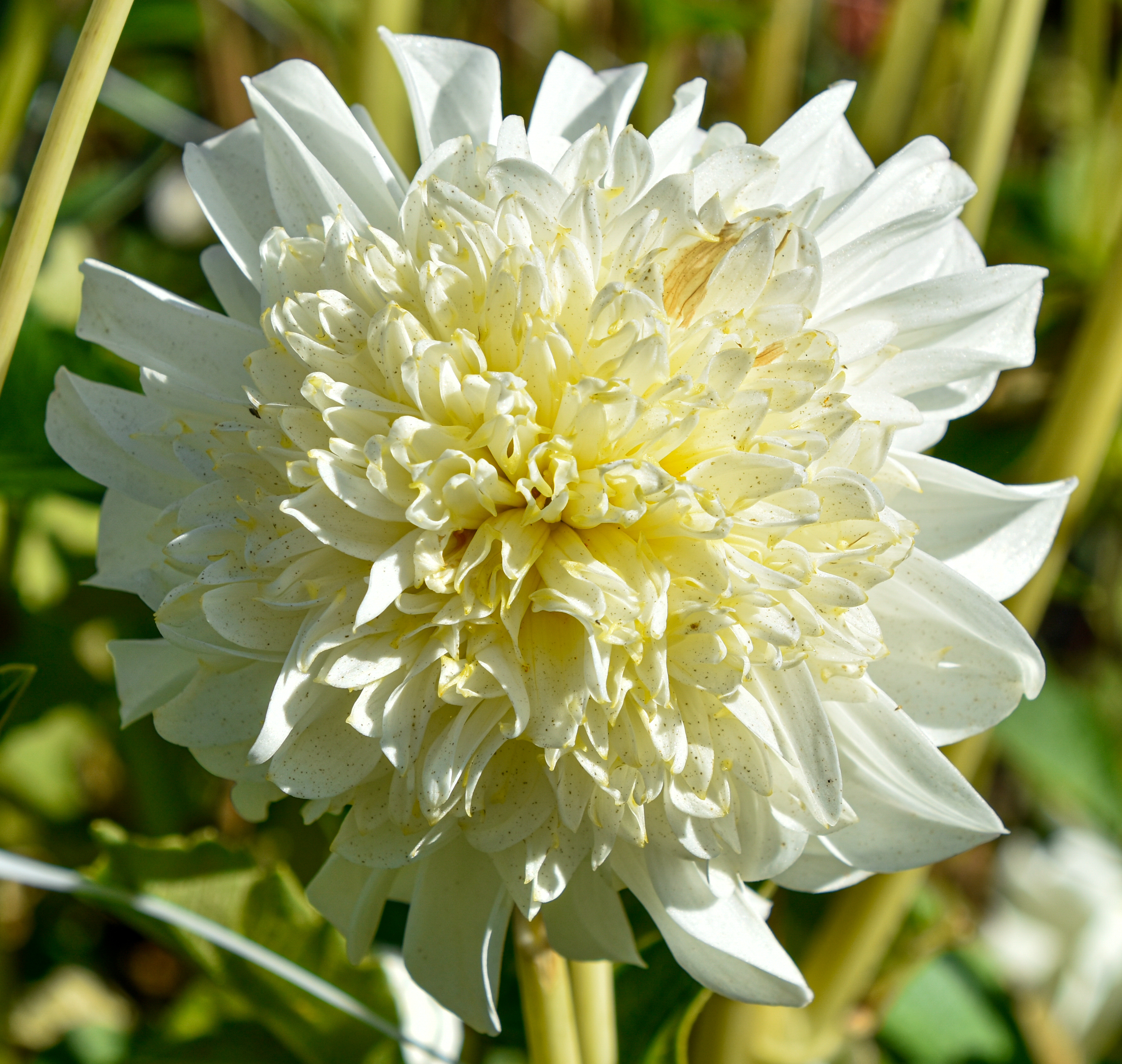 Anemonen-Dahlie "Zahra"