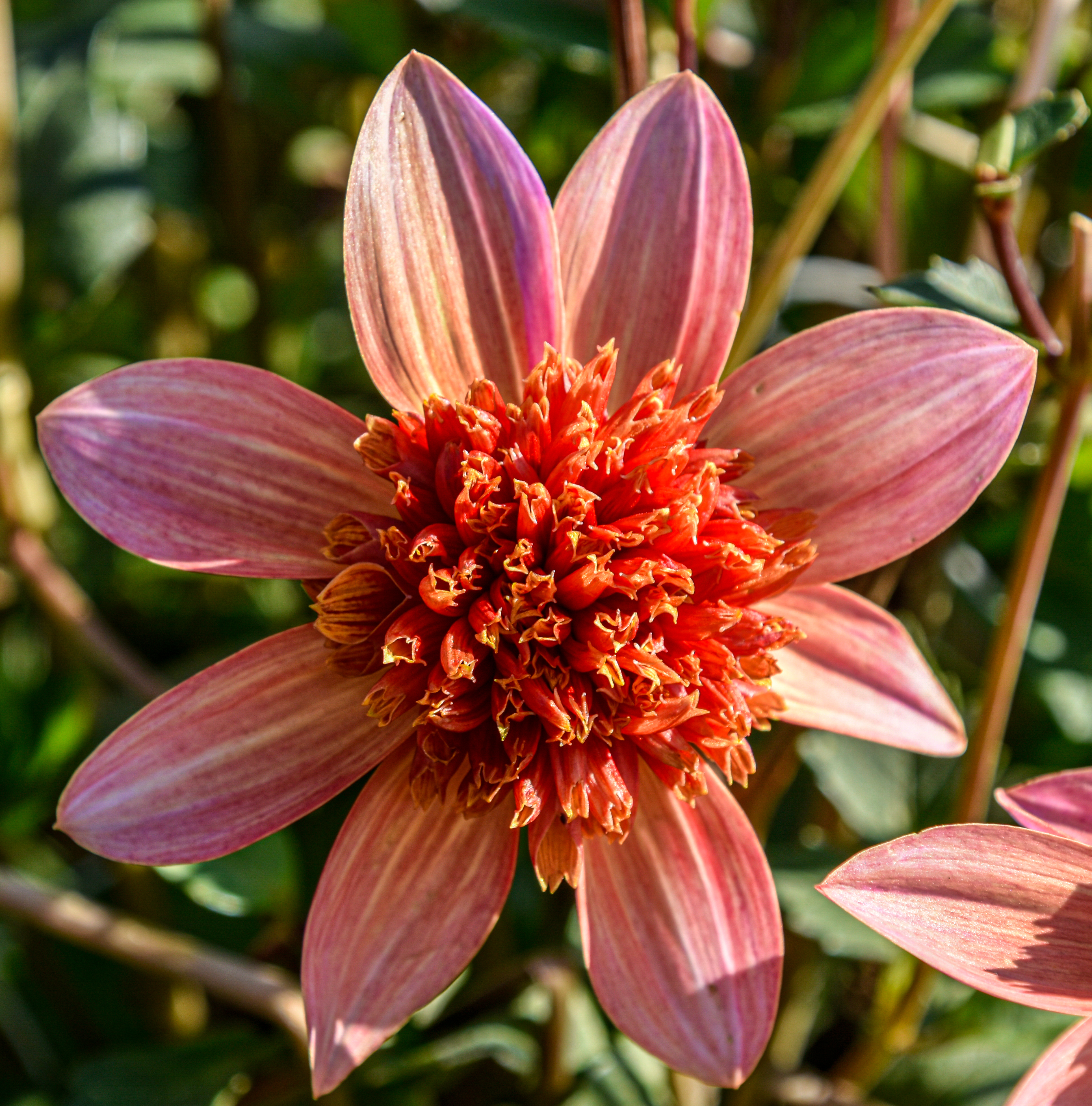 Anemonen-Dahlie "Totally Tangerine"