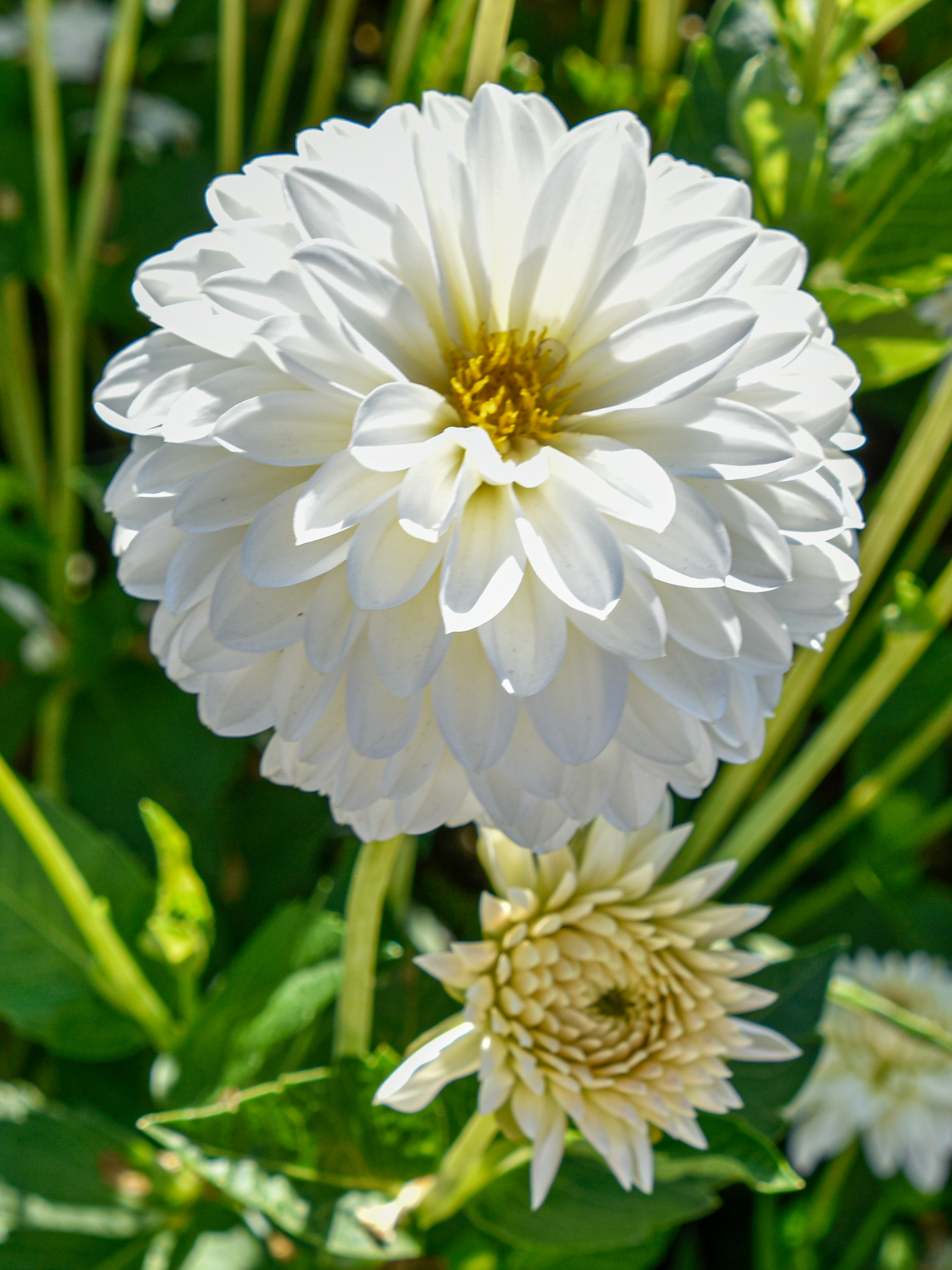 Balldahlie "Snow Cap"