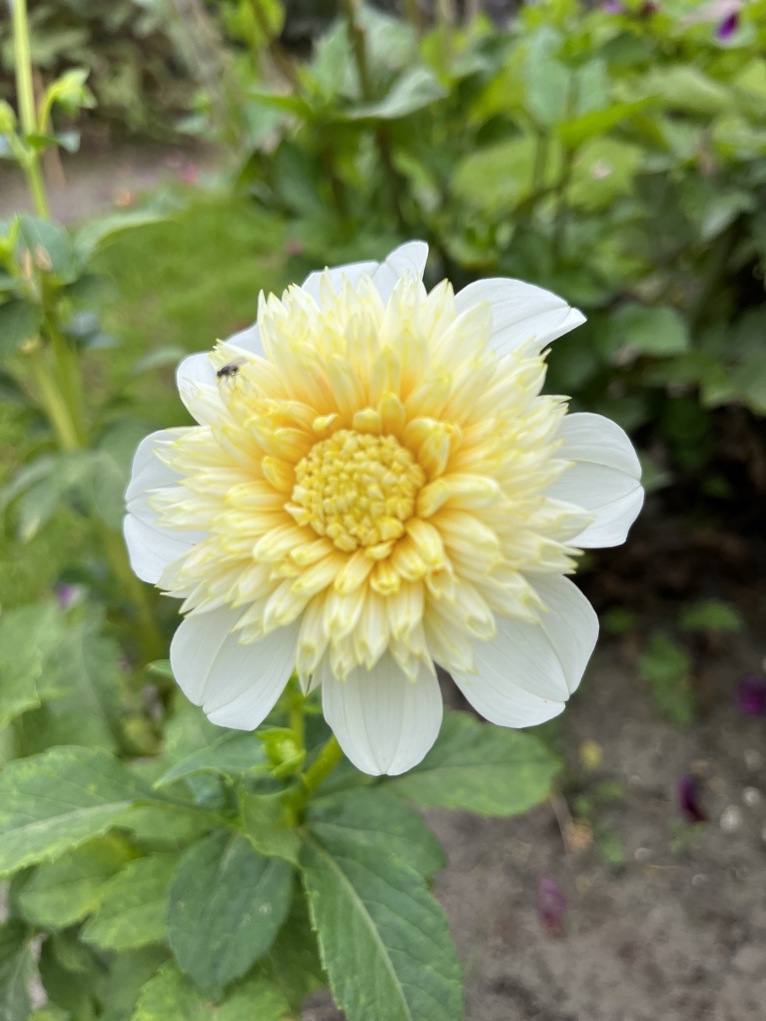 Anemonen-Dahlie "Platinum Blonde"