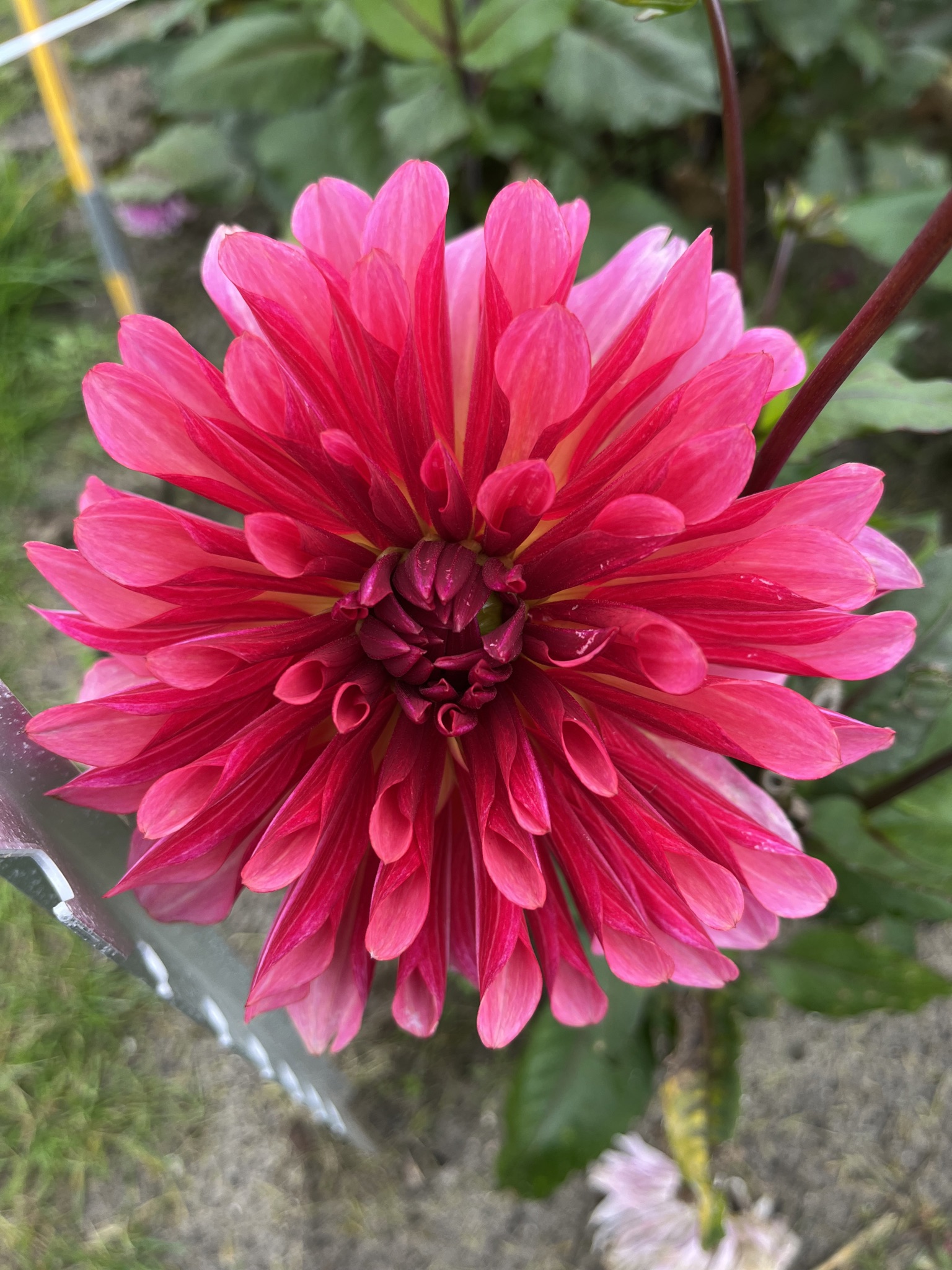 Kaktusdahlie "Missis Dutch"