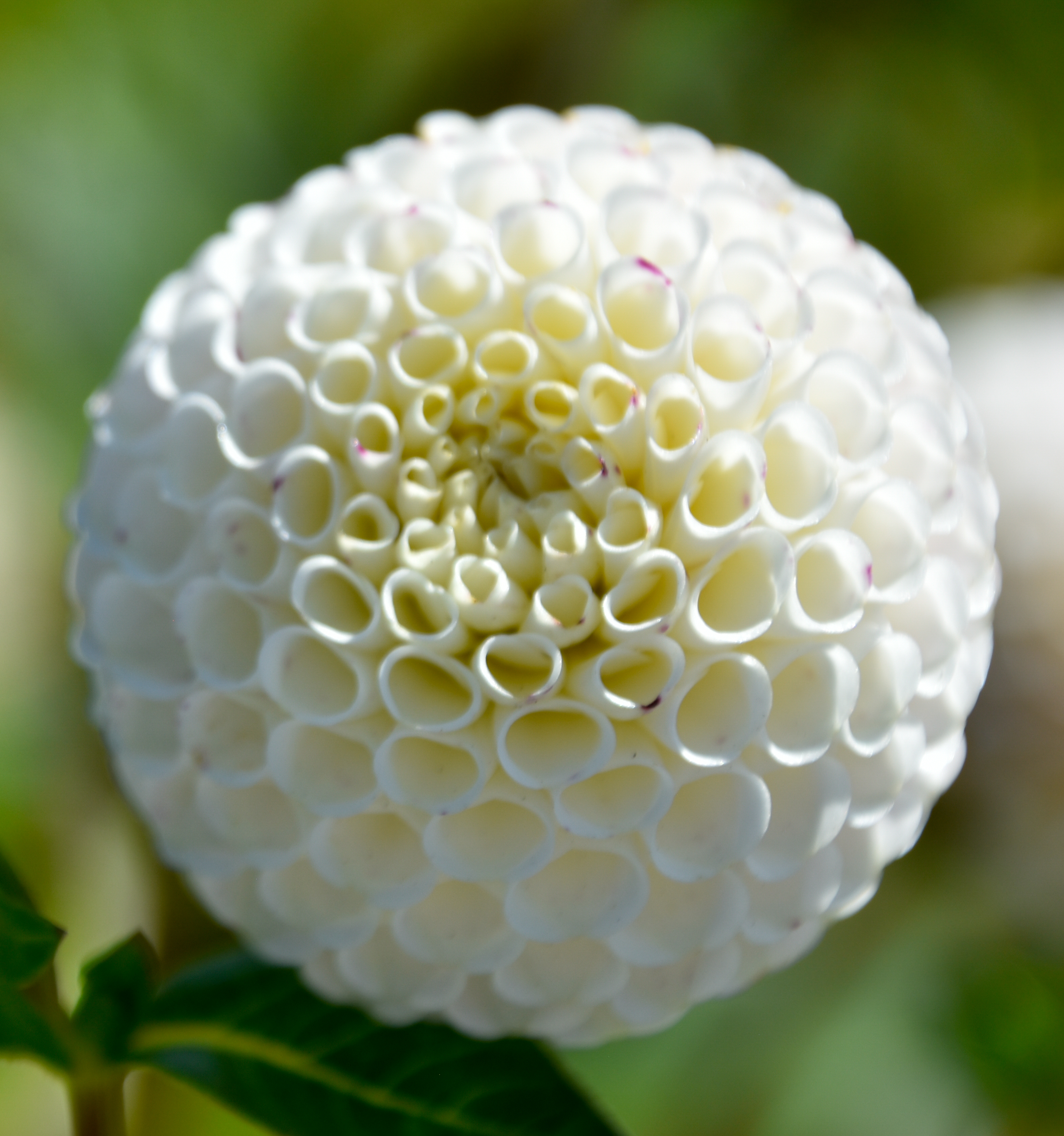 Pompondahlie "Small World"