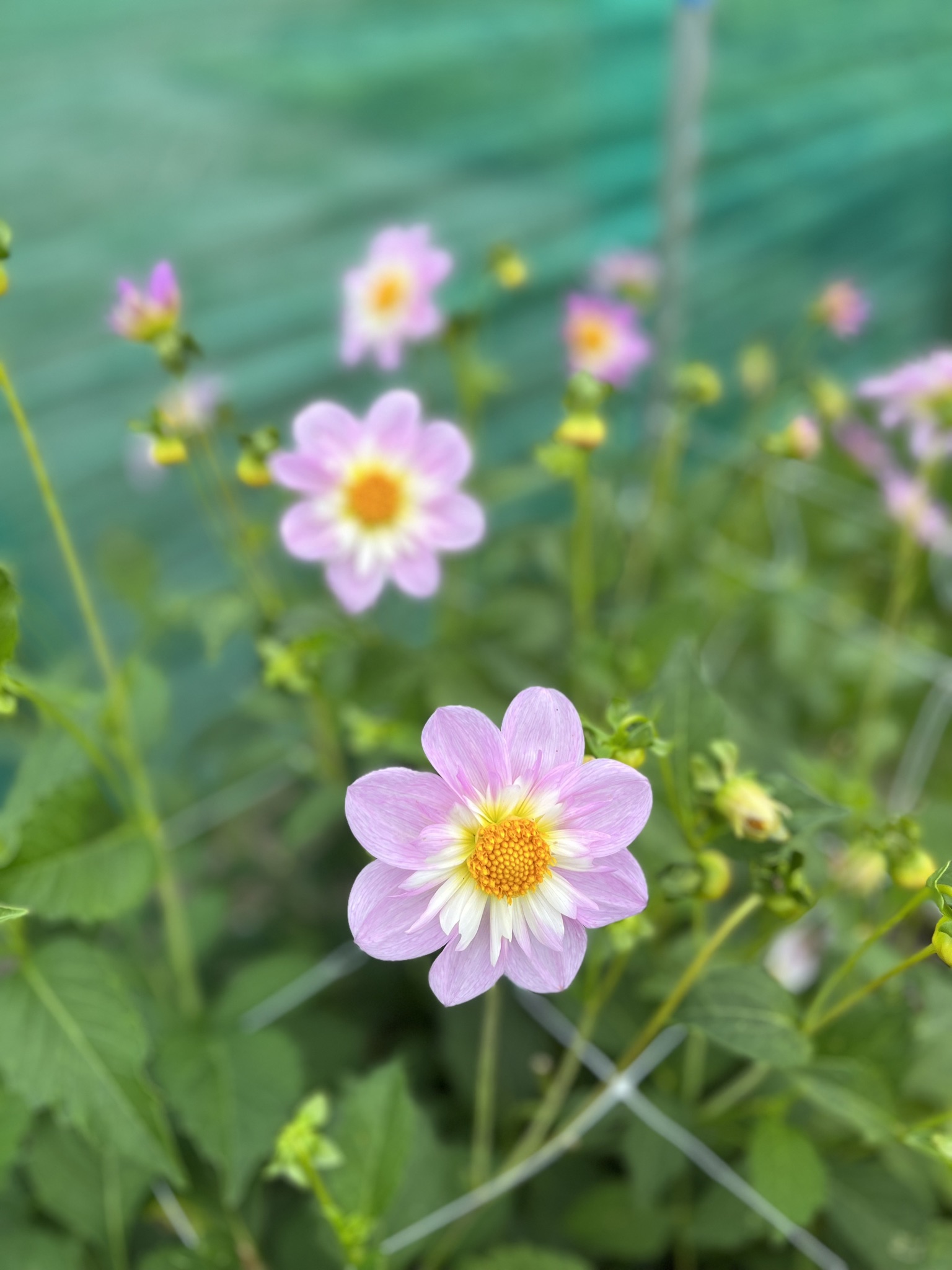 Halskrausendahlie "Teesbrook Audrey"