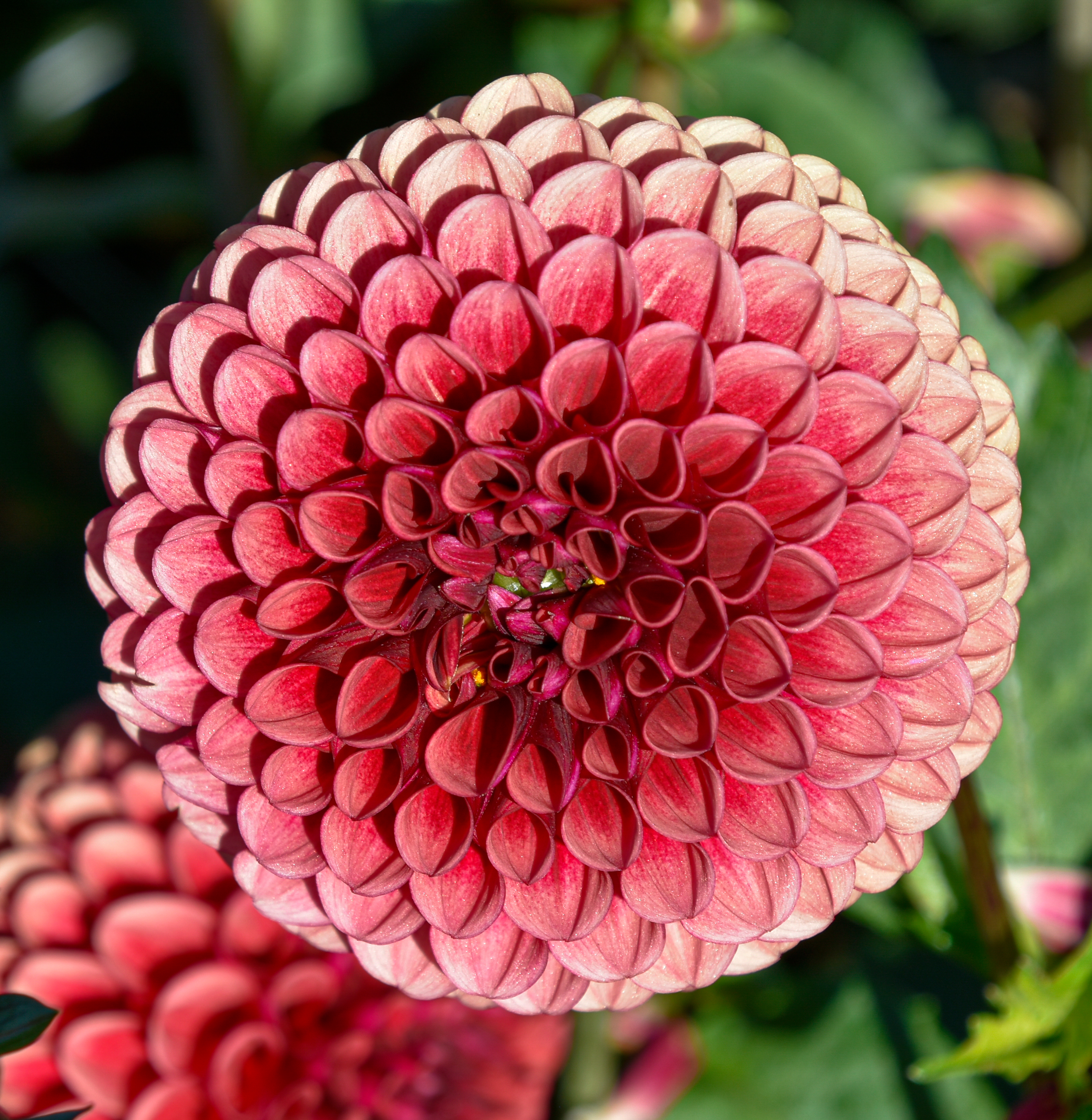 Balldahlie "Copper Boy"