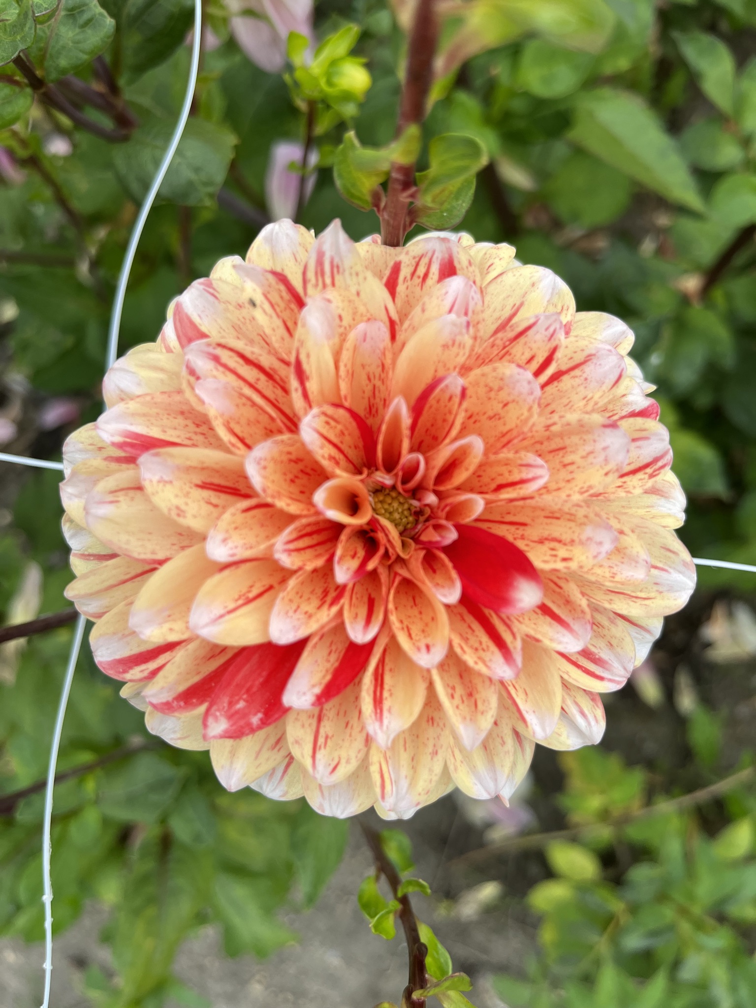 Seerosen-Dahlie "Striped Nagano"