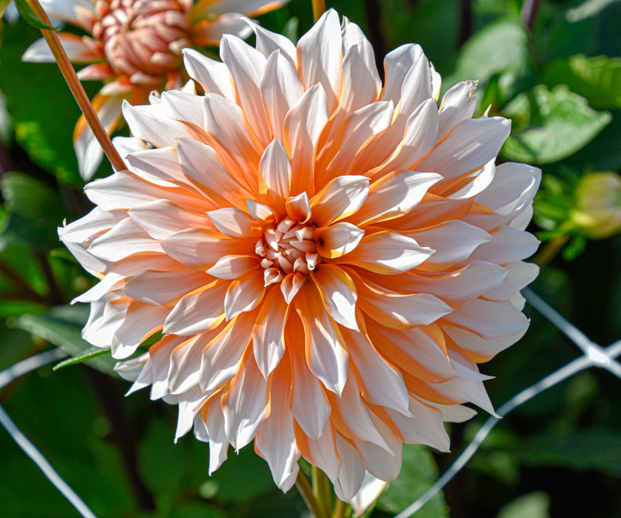 Dekorative Dahlie "Orange & Snow"