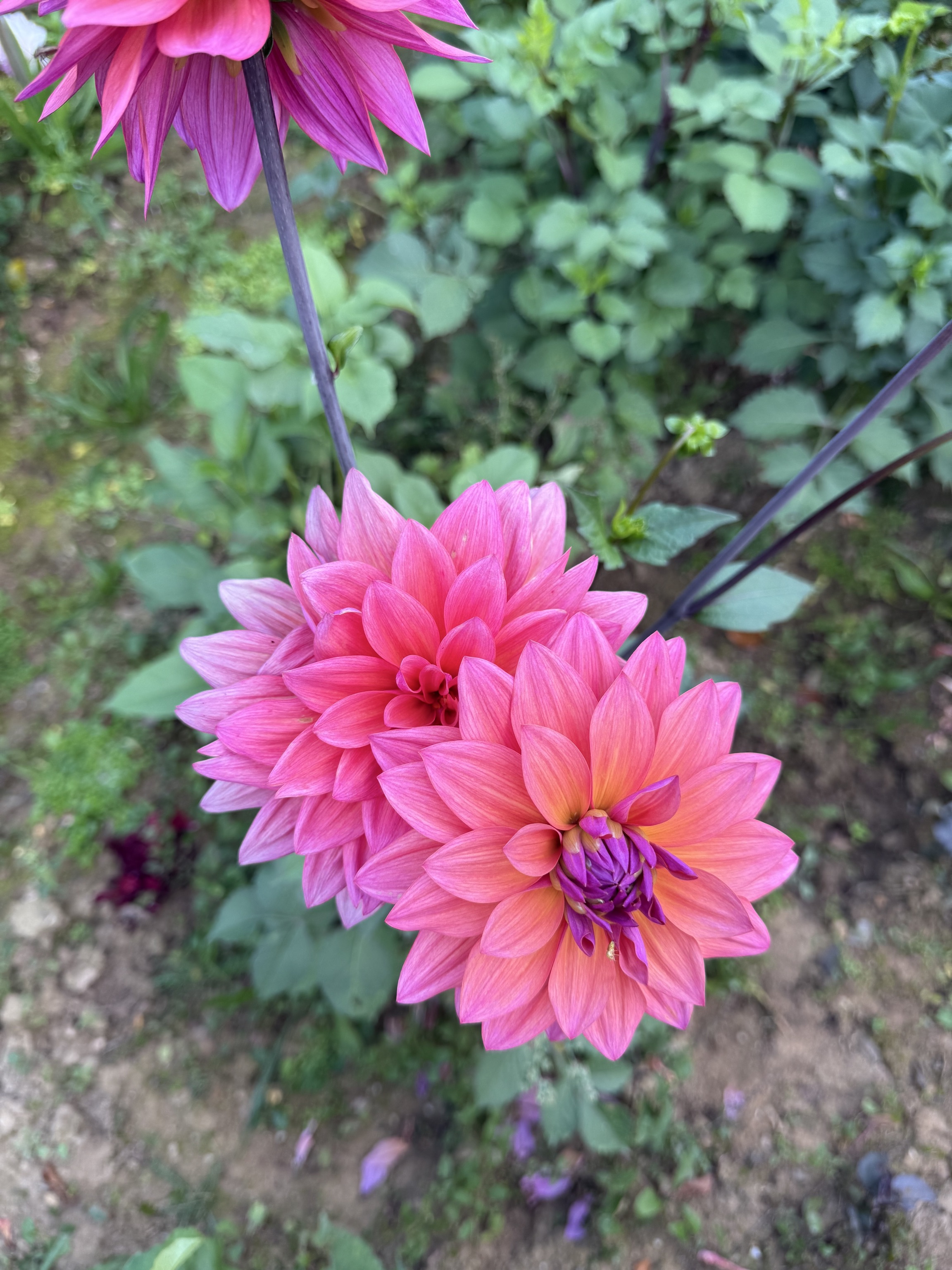 Dekorative Dahlie "Anne Claire"