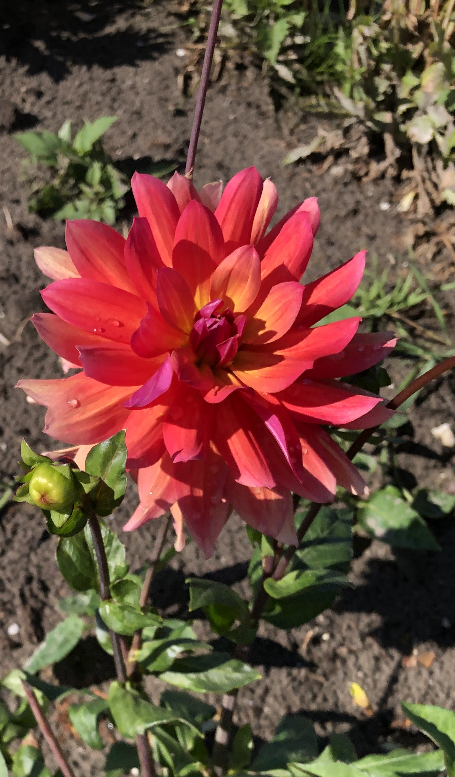 Seerosen-Dahlie "Firepot"