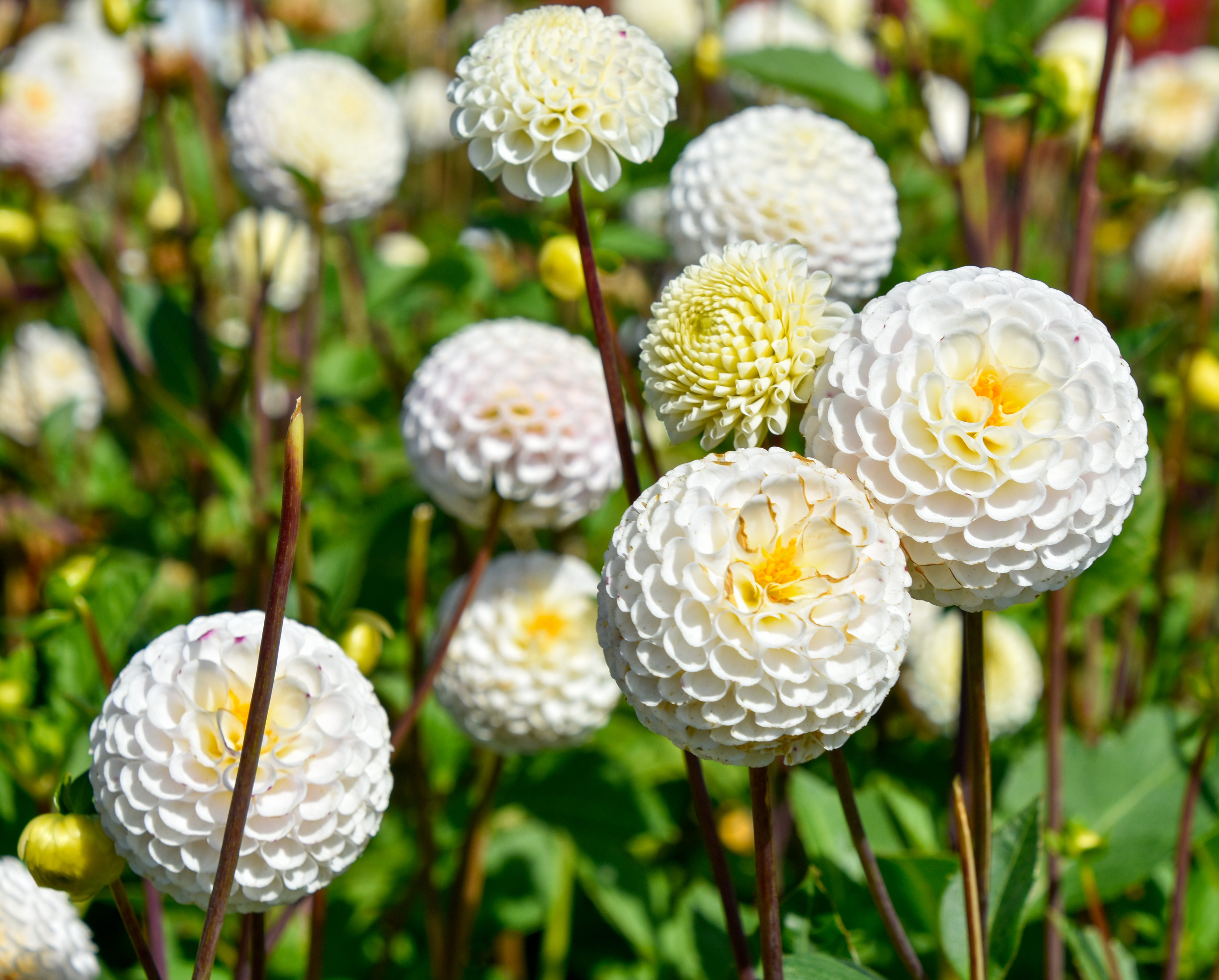 Pompondahlie "Small World"