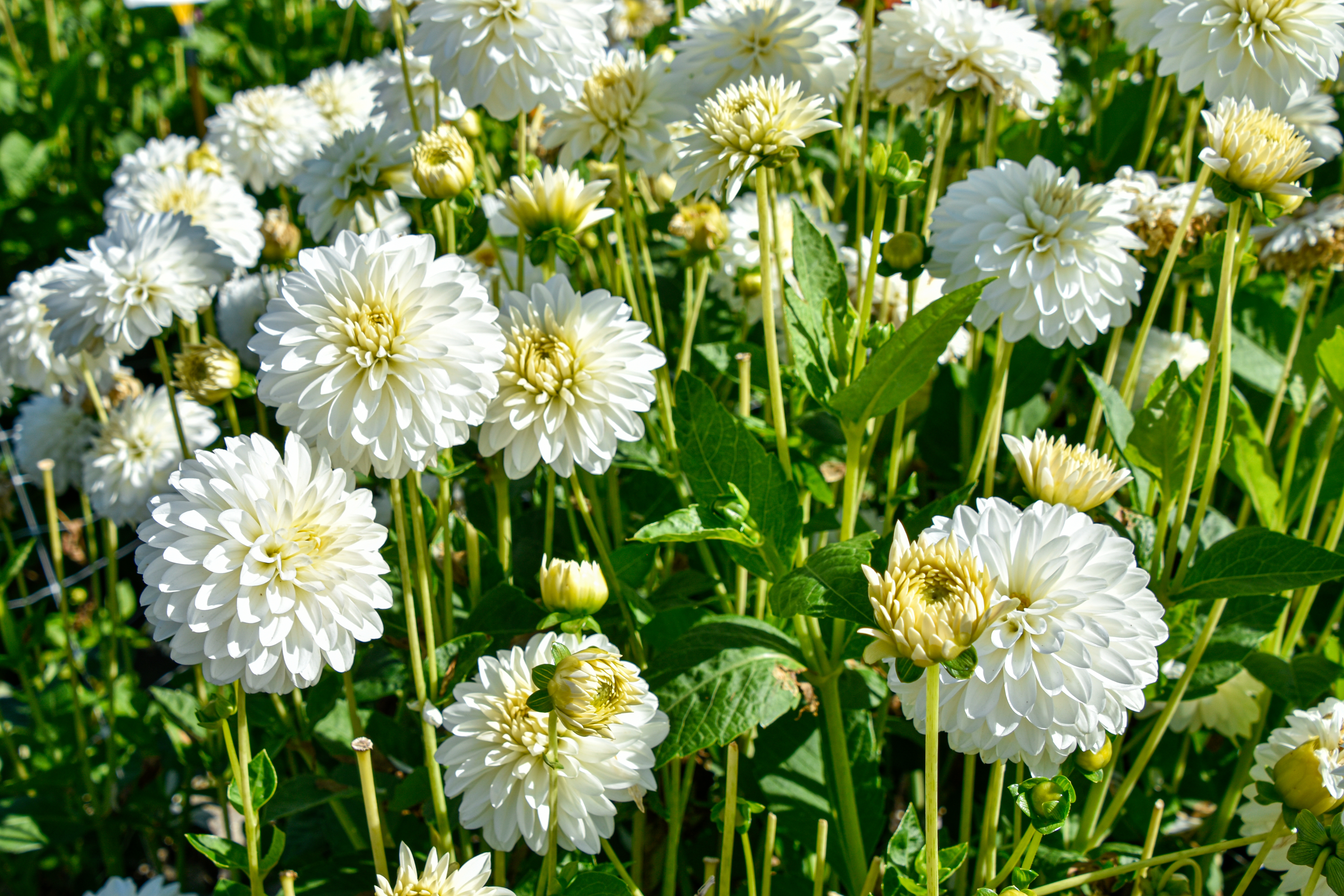 Balldahlie "Snow Cap"
