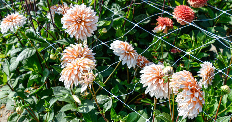 Dekorative Dahlie "Orange & Snow"