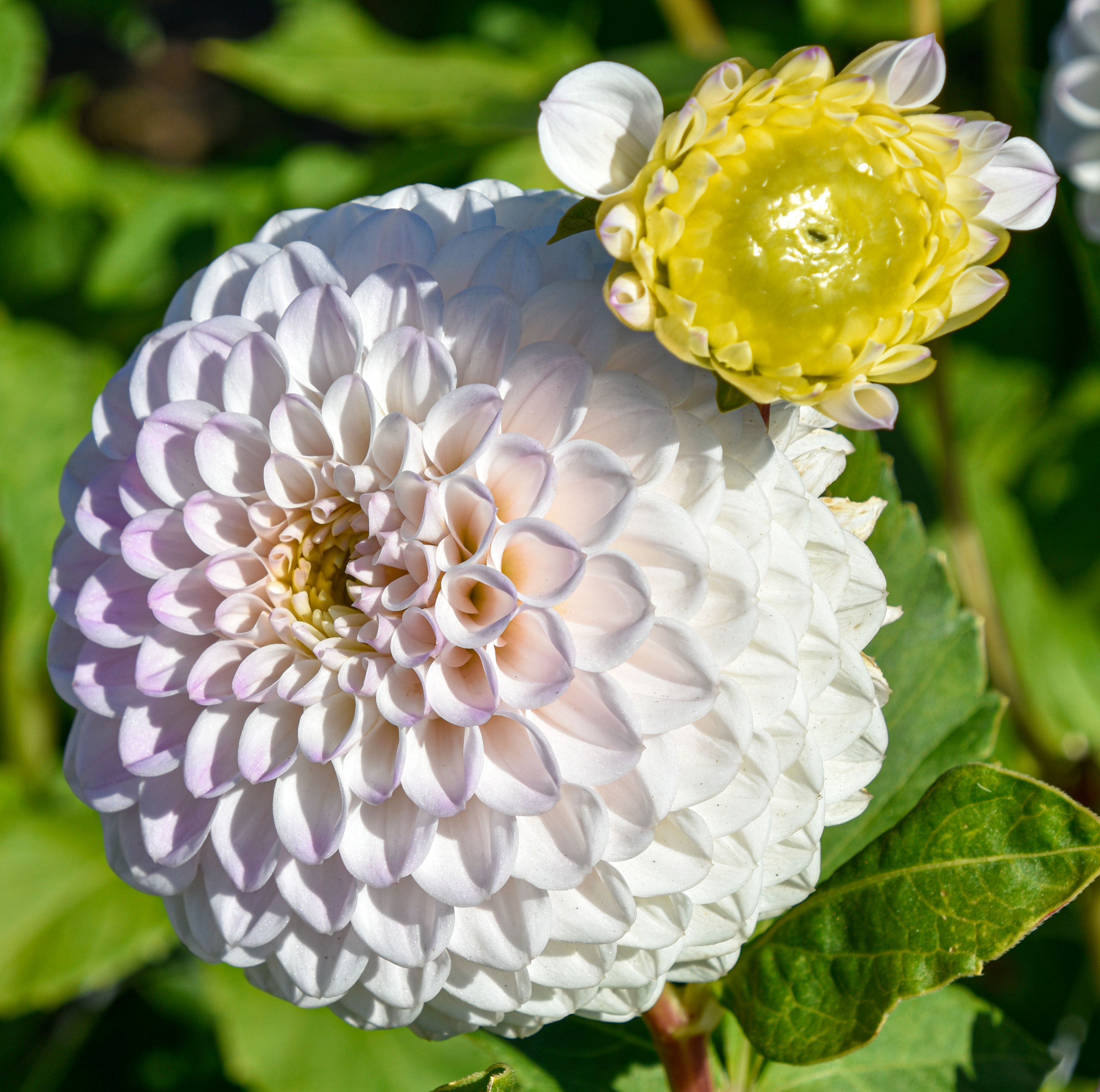 Balldahlie "Pink Pearl"