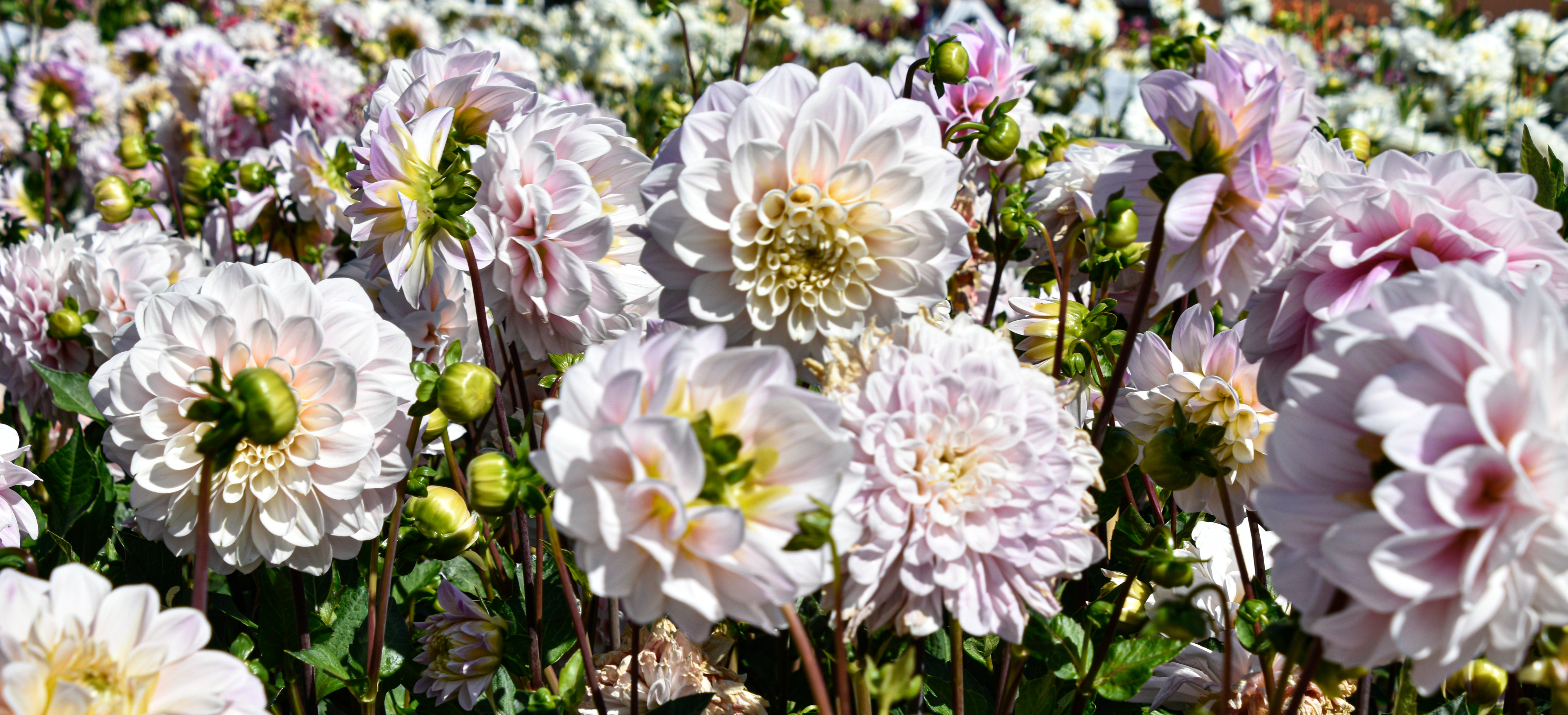 Dekorative Dahlie "Sweet Nathalie"