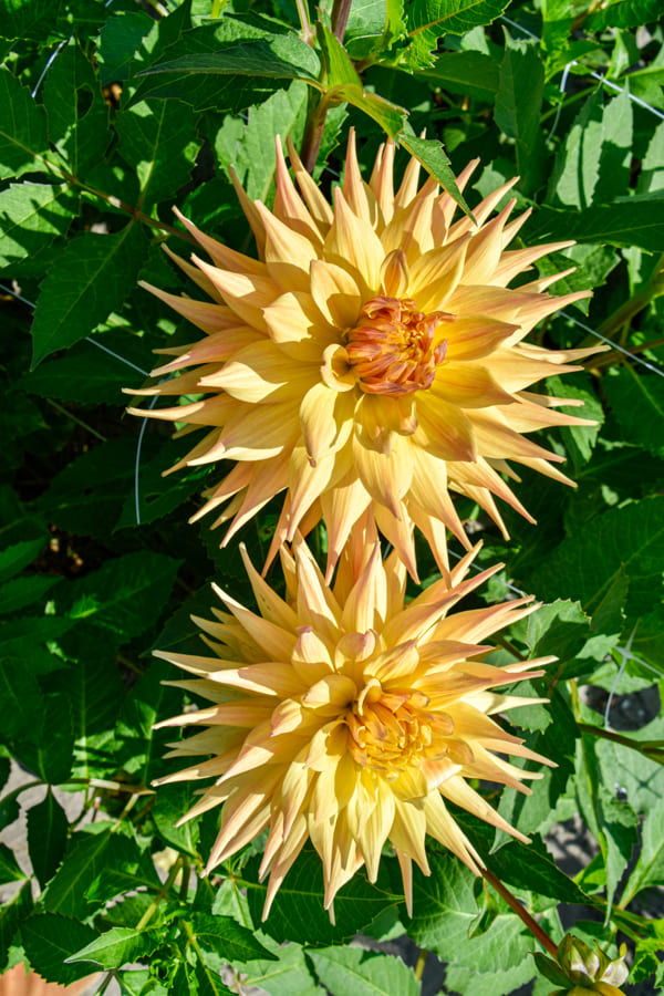 Kaktusdahlie "Penhill Autumn Shade"
