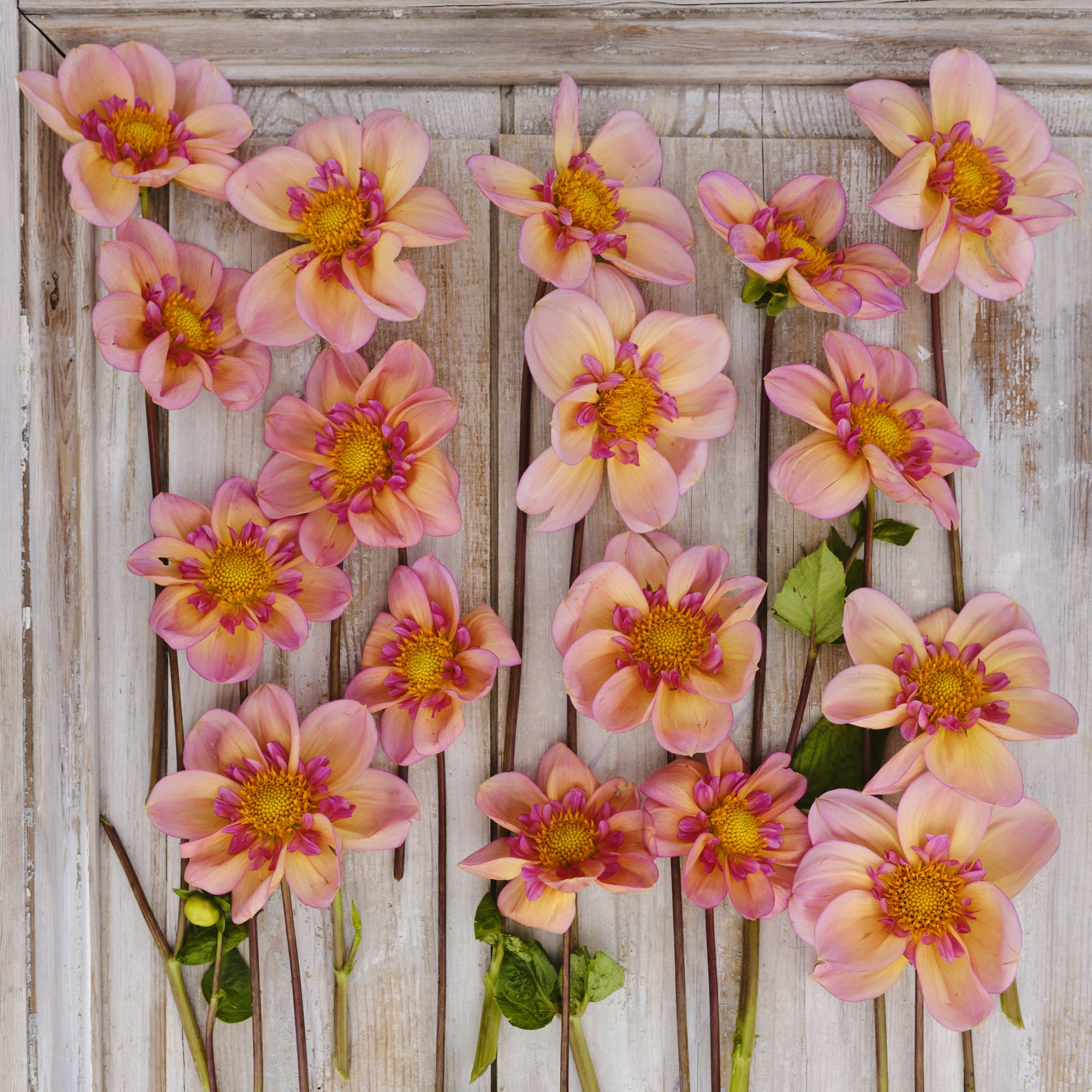 Halskrausen-Dahlie "Campus Nature Metier"