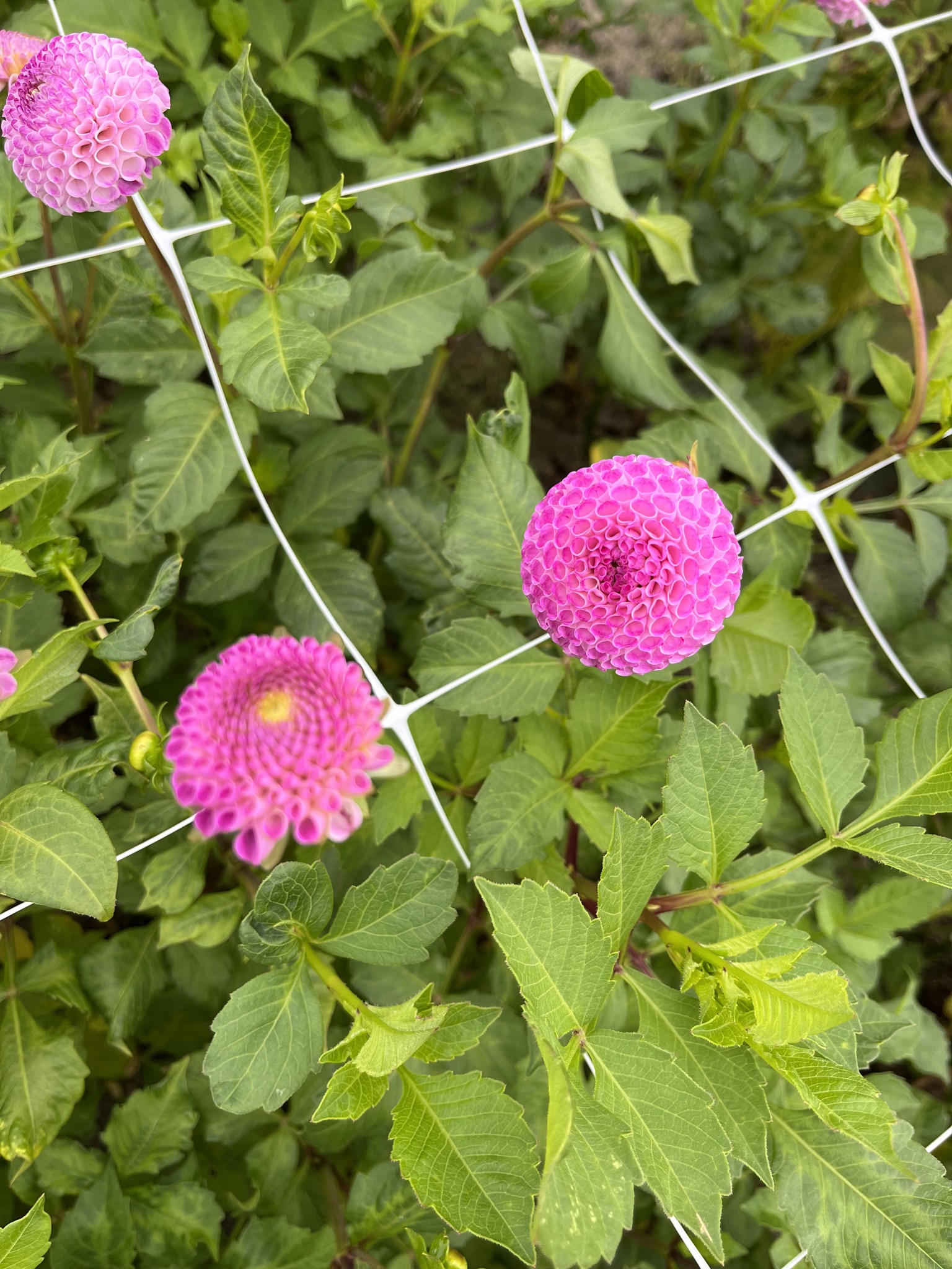 Wunderschöne Pompondahlie "Frank Holmes"