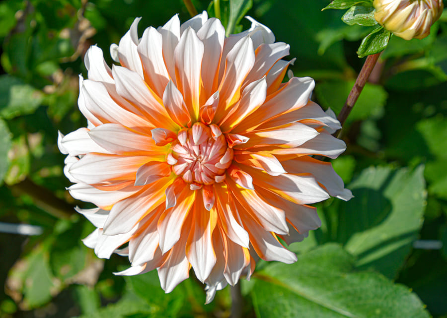 Dekorative Dahlie "Orange & Snow"
