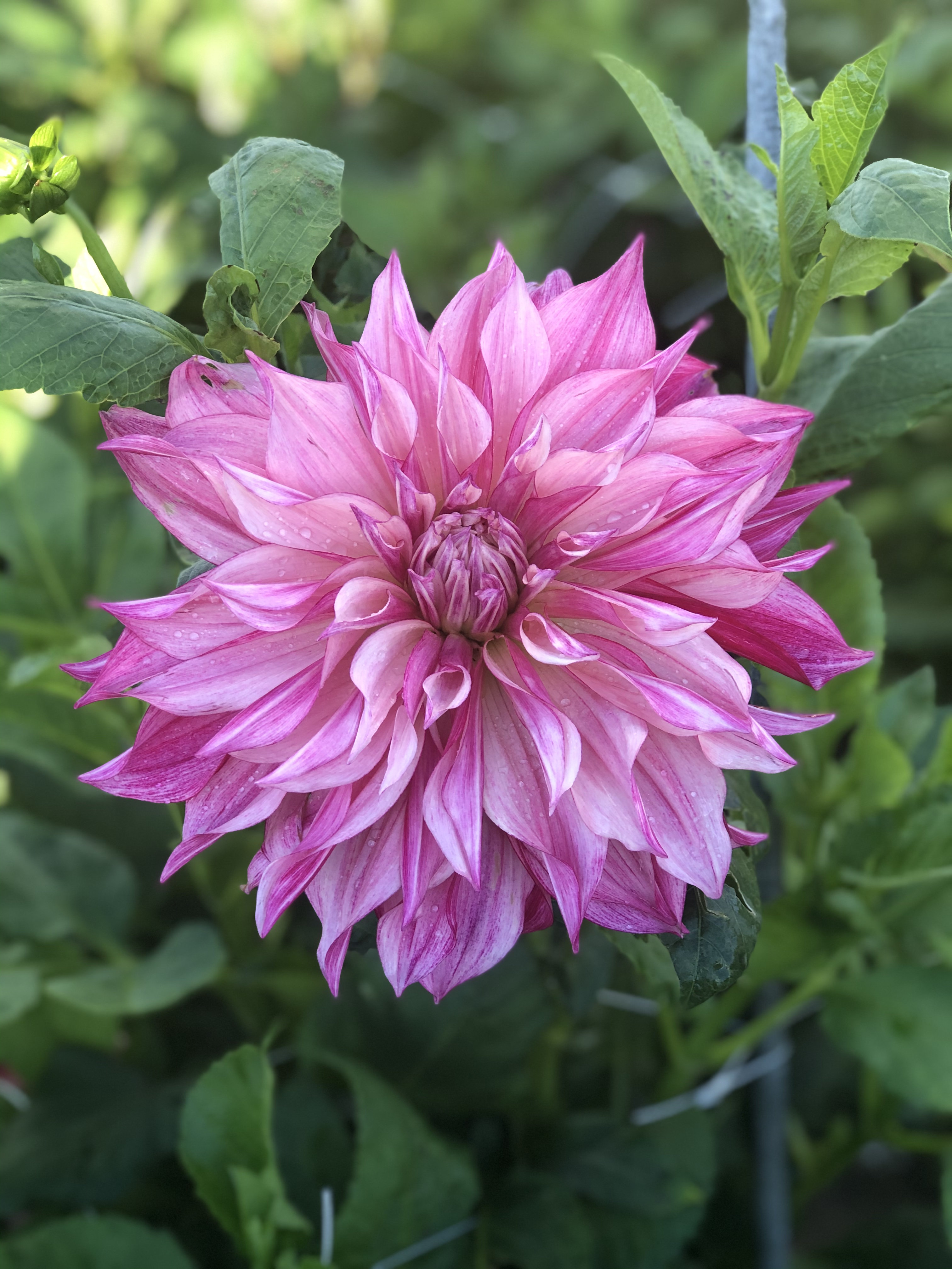 Dekorative Dahlie "Café au Lait Royal"
