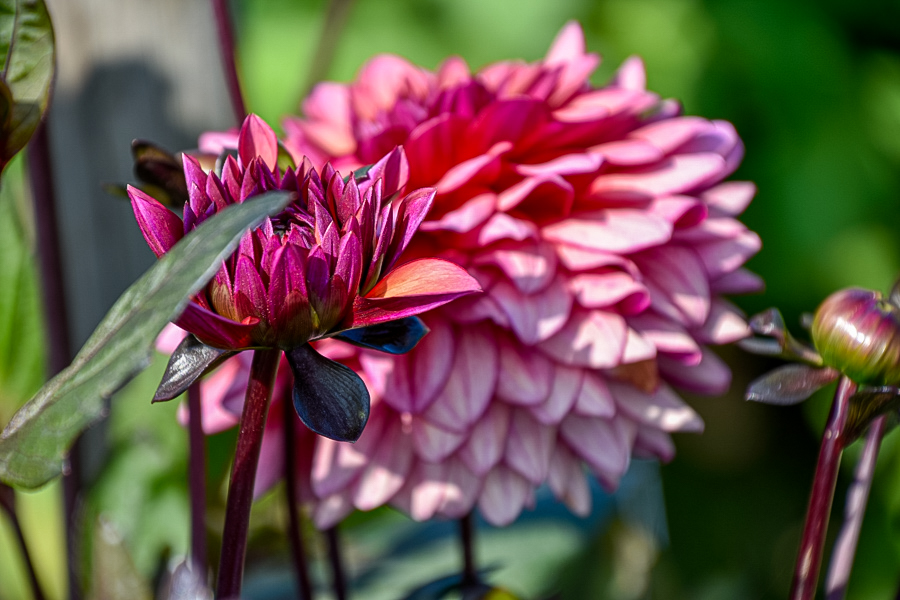 Dekorative, exklusive Dahlie "Miss Daisy"