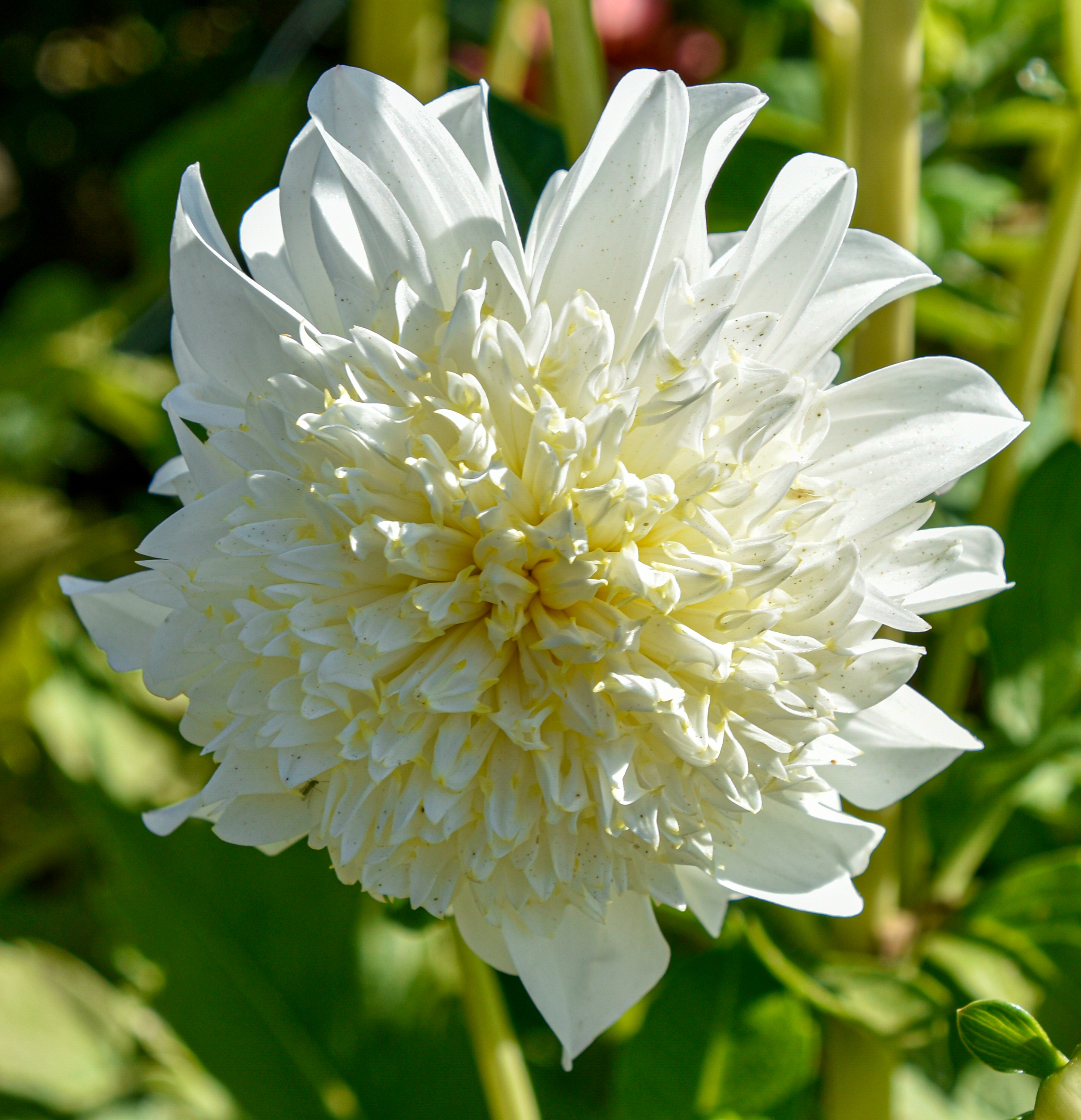 Anemonen-Dahlie "Zahra"