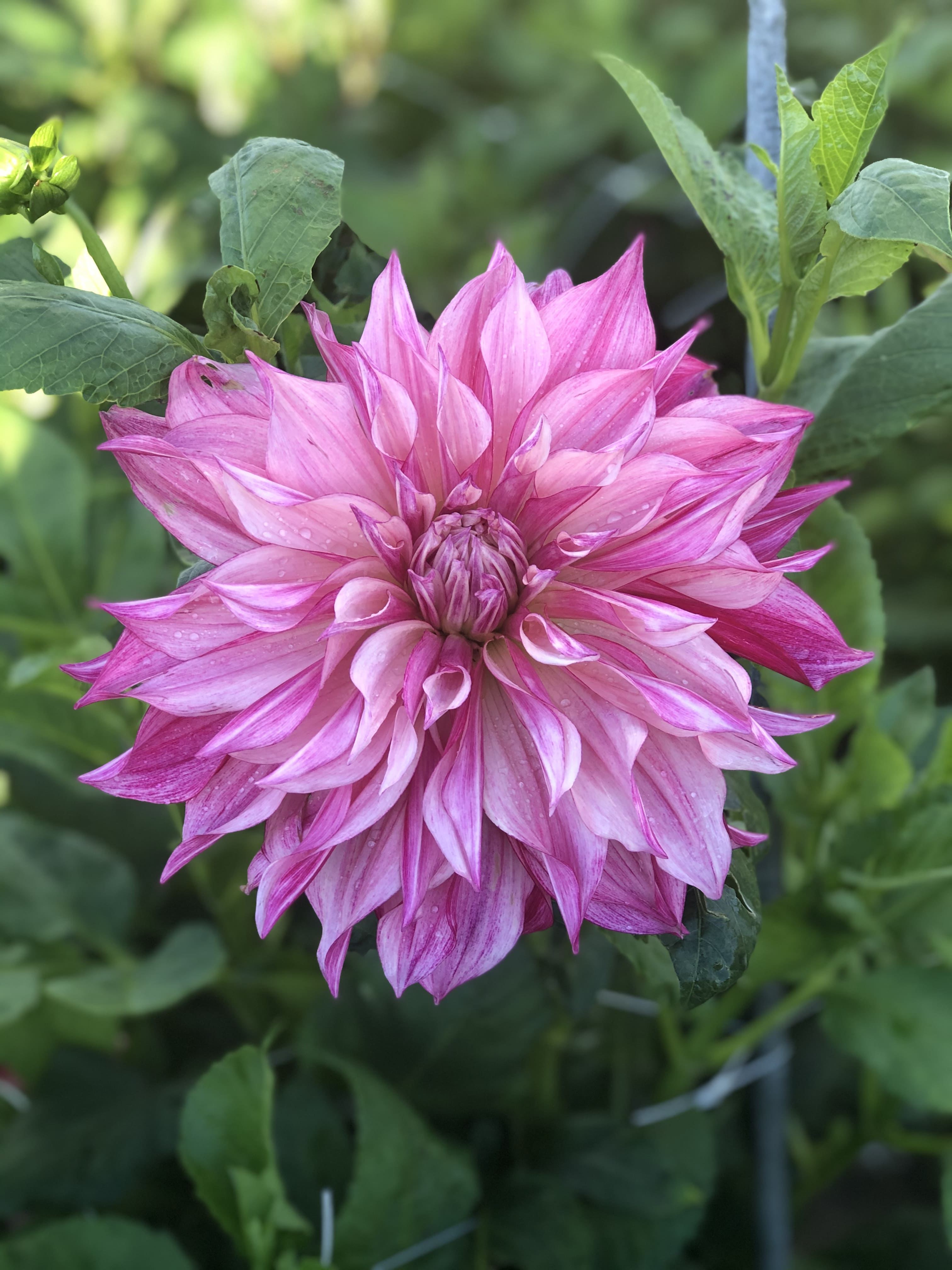 Dekorative Dahlie "Café au Lait Royal"