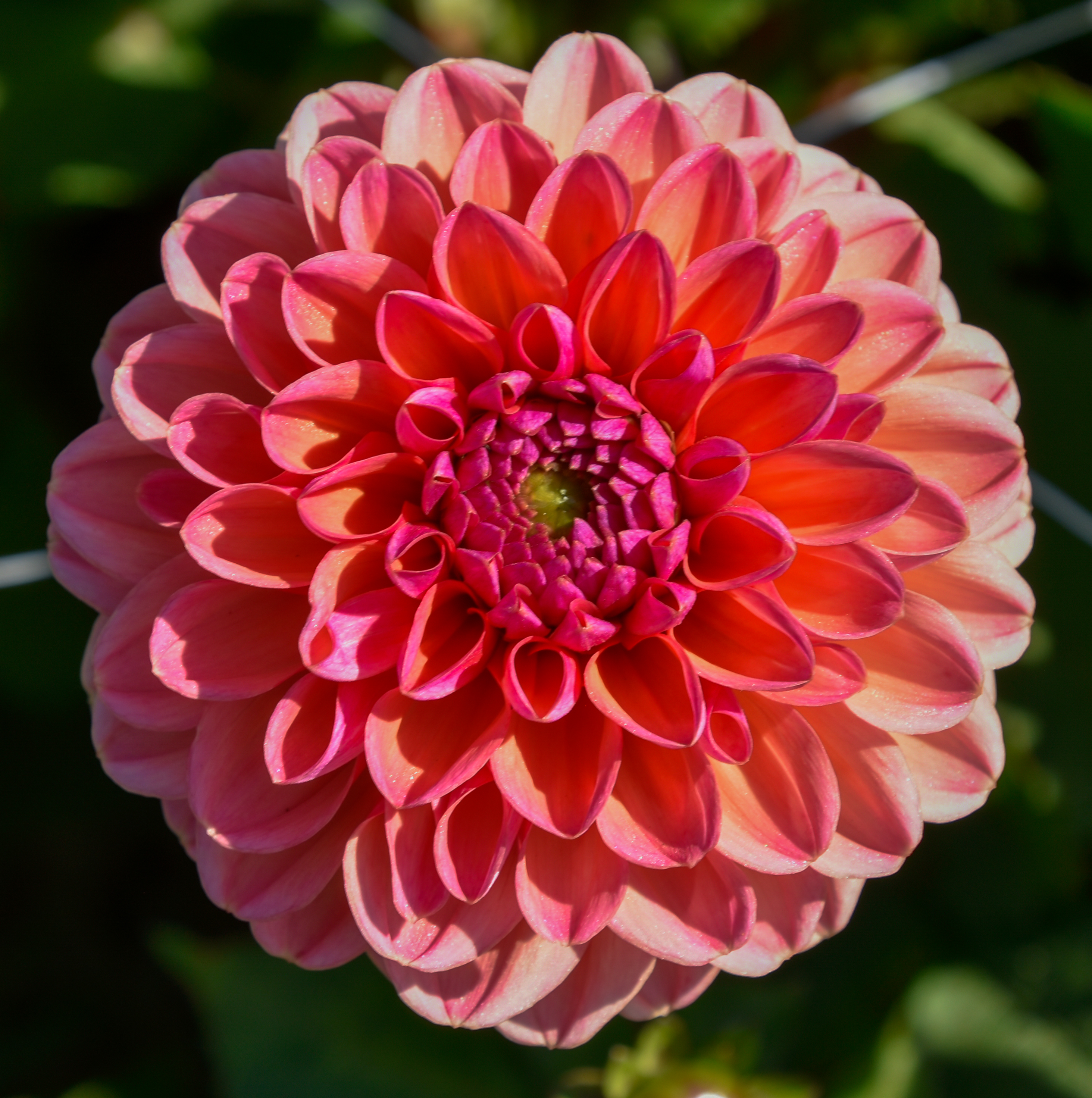 Balldahlie "Daisy Duke"