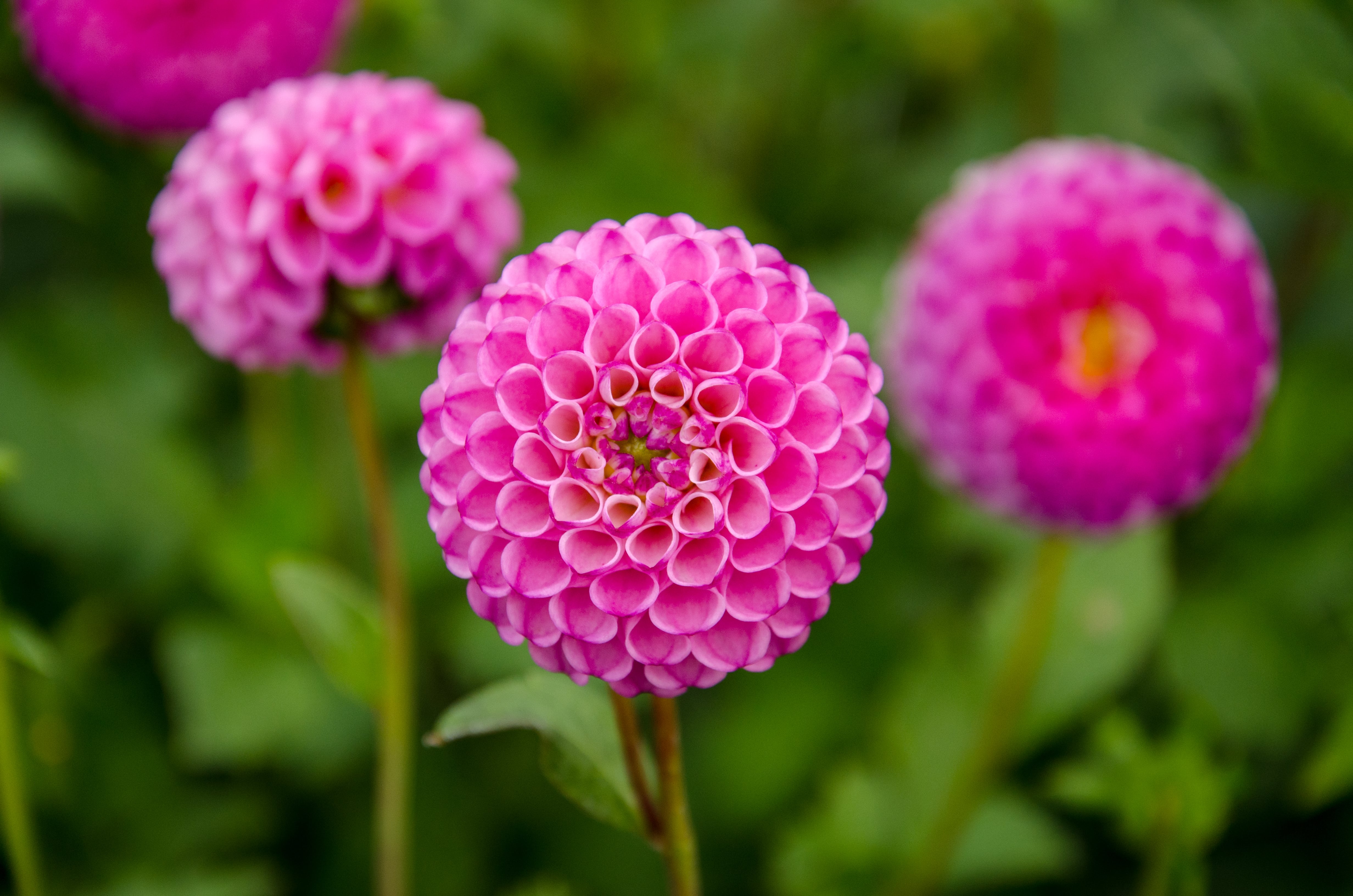 Pompon-Dahlie "Zippity Do Da"