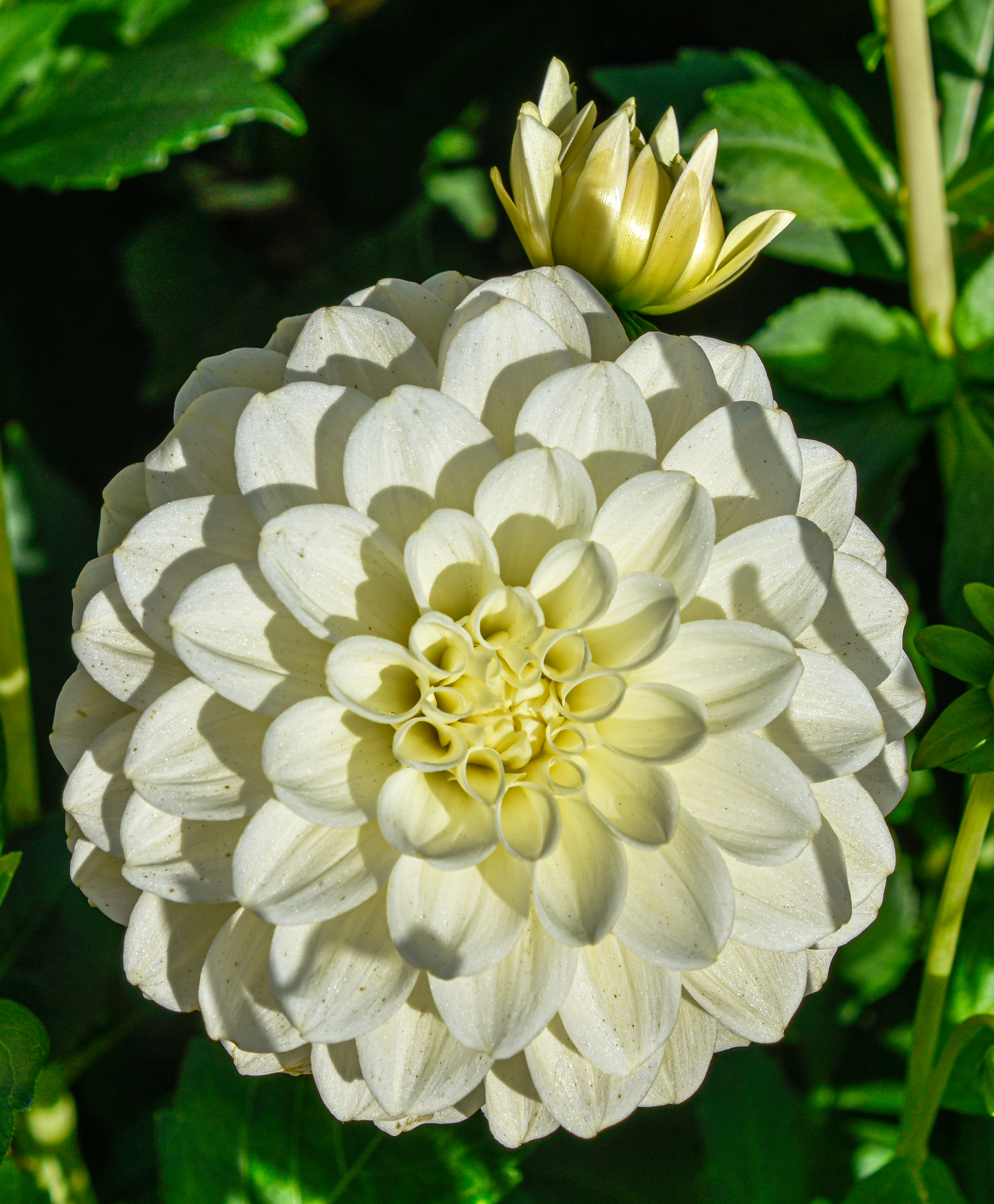 Dekorative Dahlie "Caramel Antique"