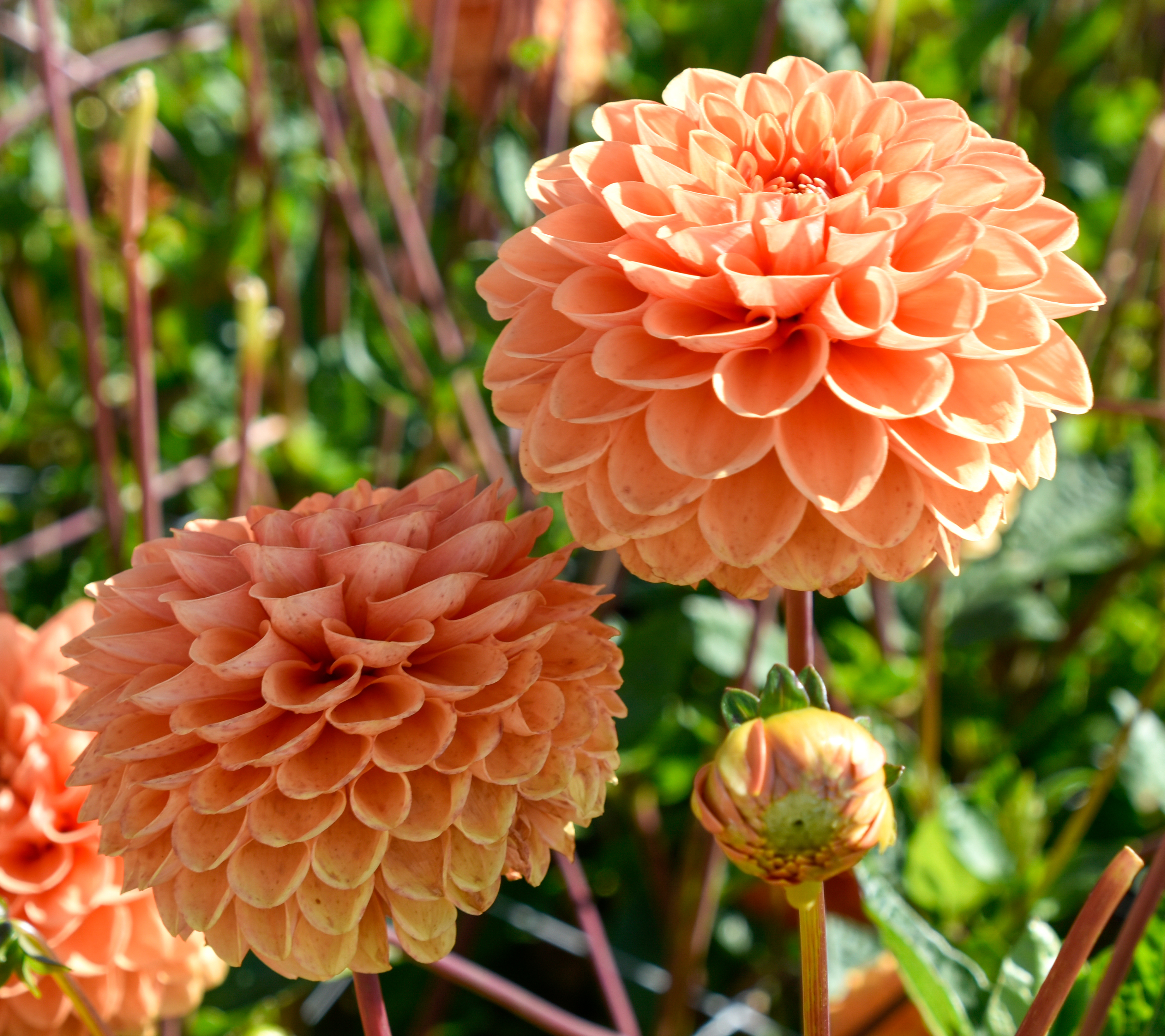 Balldahlie "Sylvia"