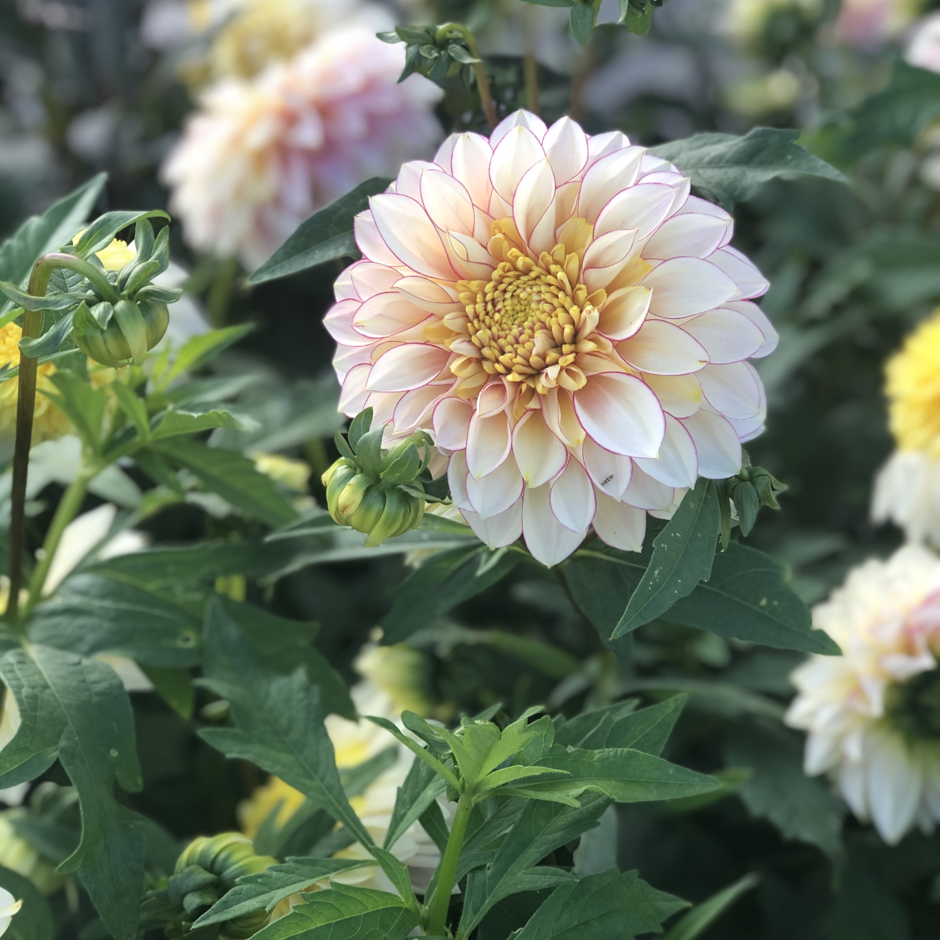 Anemonen-Dahlie "Polka"