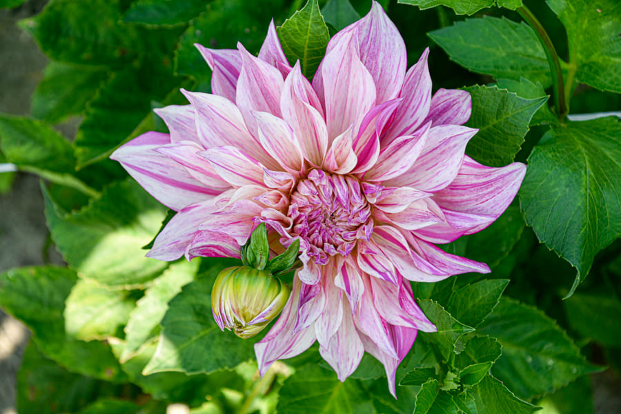Dekorative, riesenblumige Dahlie "Café au Lait Twist"