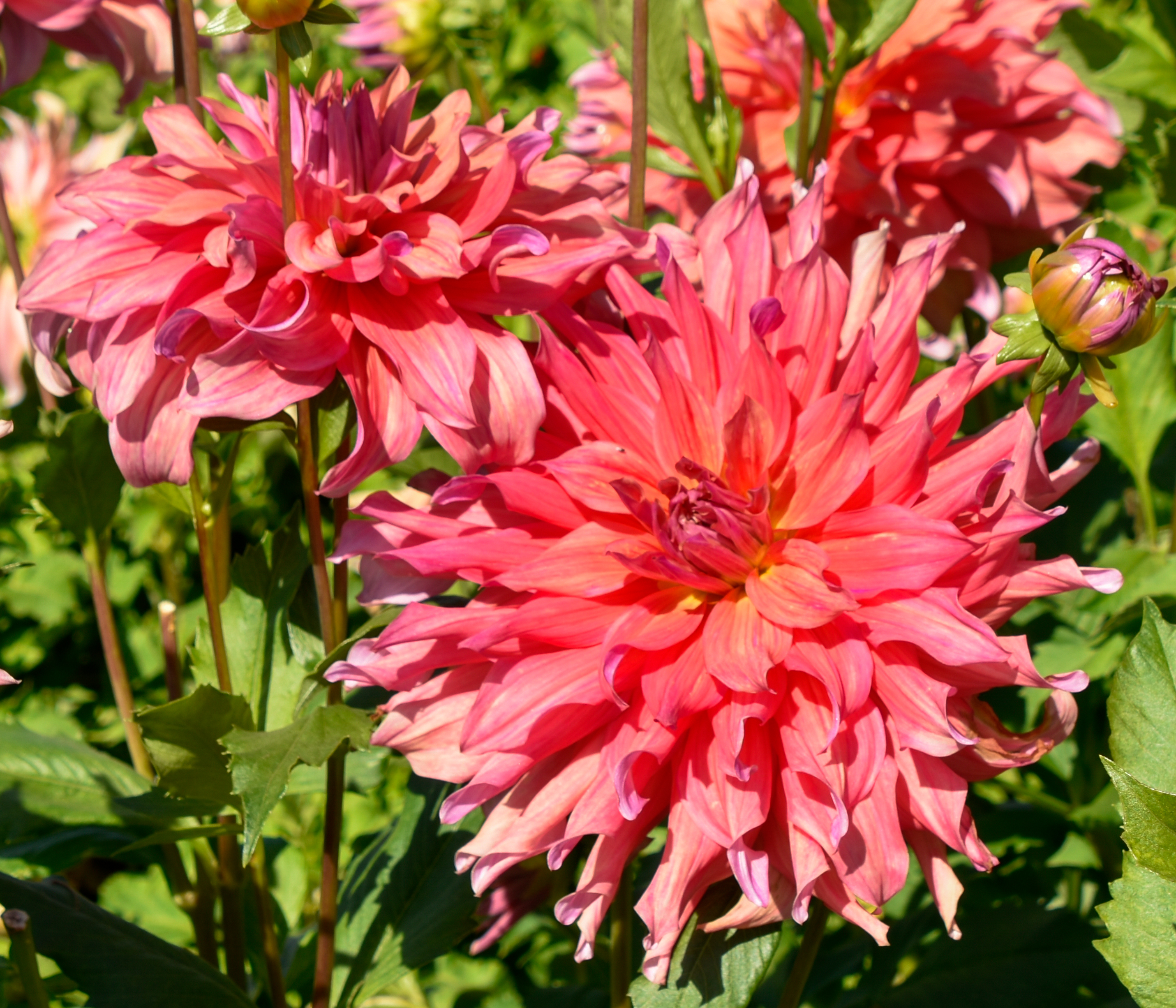 Dekorative Dahlie "Penhill Watermelon"