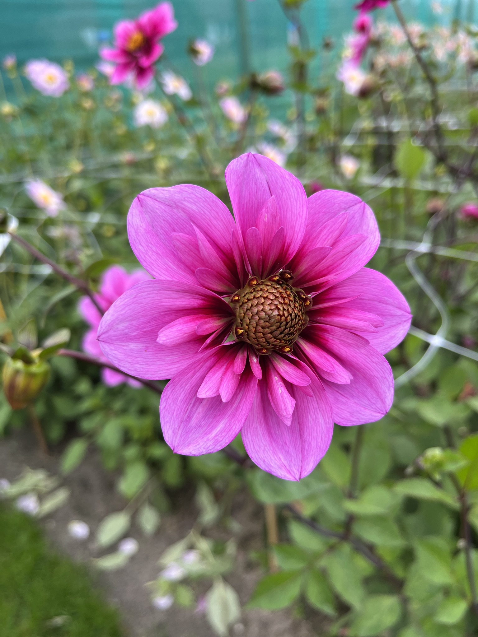 Halskrausendahlie "Skyfall"