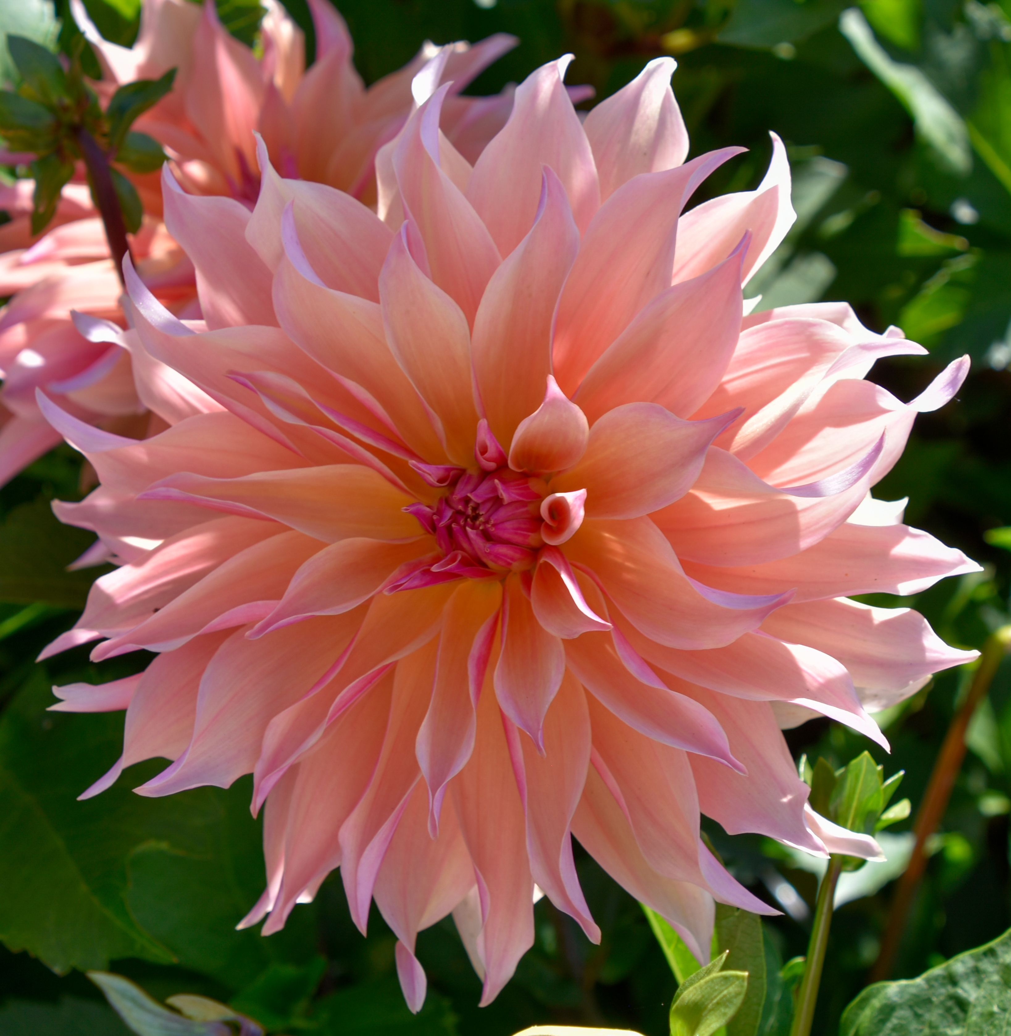 Dekorative, großblumige Dahlie "Labyrinth"