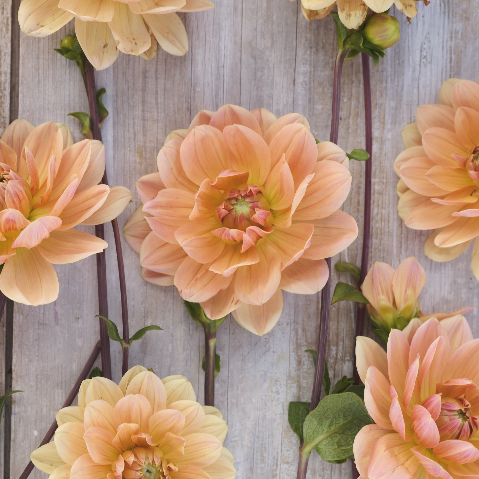 Seerosen-Dahlie "Yvonne"